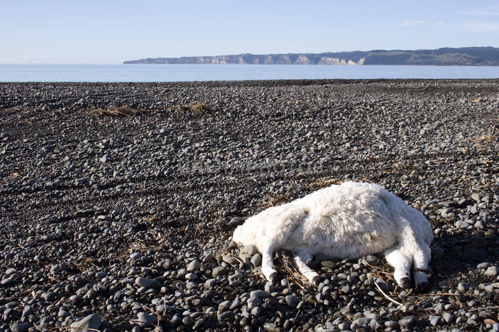 A dead sheep laying on the rverbank. Cape Kidnappers in the background. Hawke's Bay, New Zealand