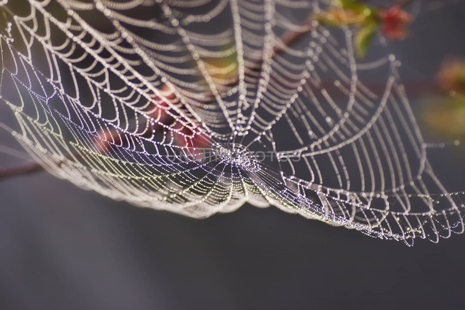 Early morning dew settled on a spiderweb hanging from tree branches