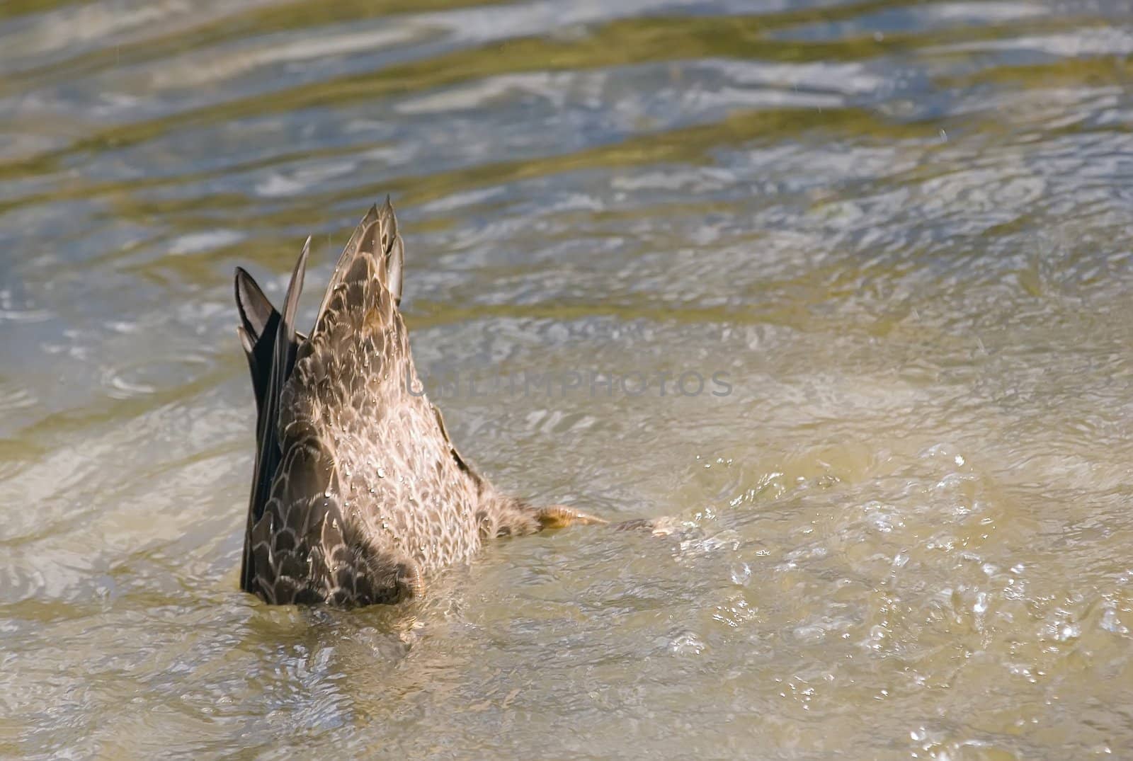 A duck dives for food in a pond - displ;aying it's bum and waterproof feathers