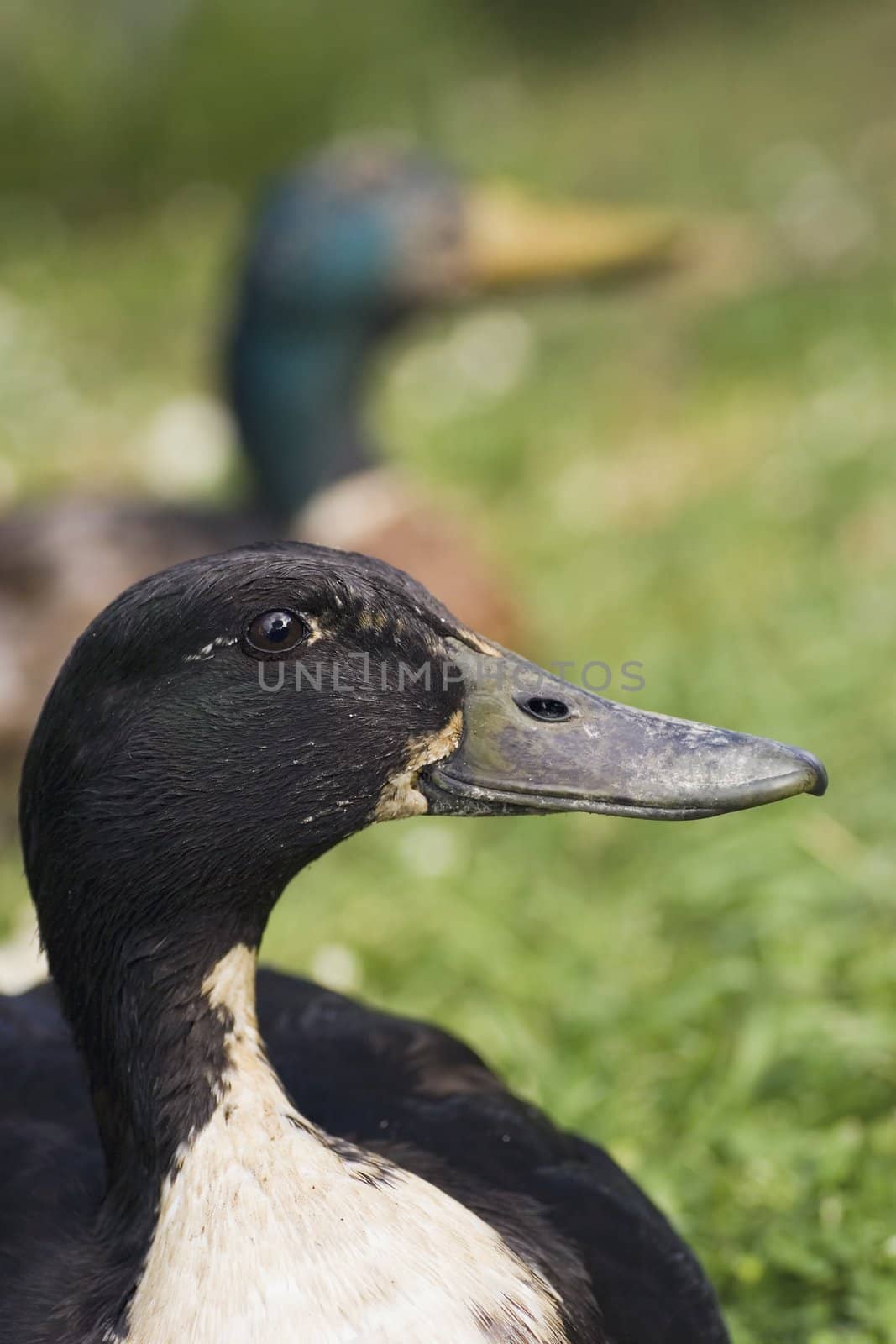 Two ducks visited me in my backyard, I gave them food - they modelled for me.