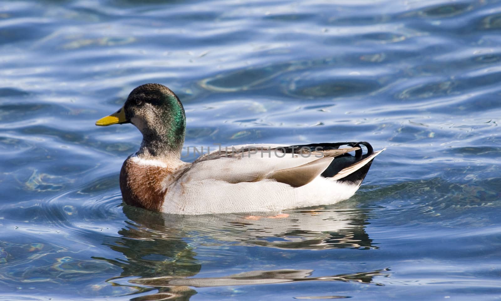 If it looks like a duck and sounds like a duck, it probably is a duck.

Paradise duck on Lake Taupo, New Zealand