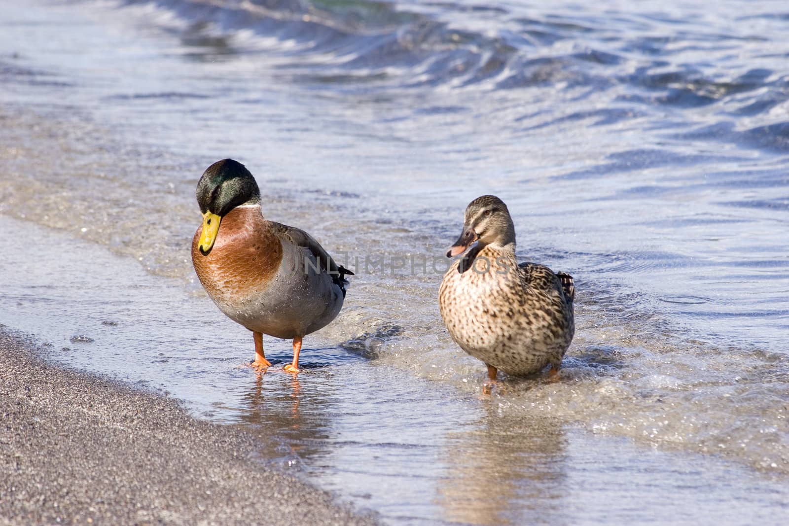 A pair of ducks at Lake Taupo, New Zealand