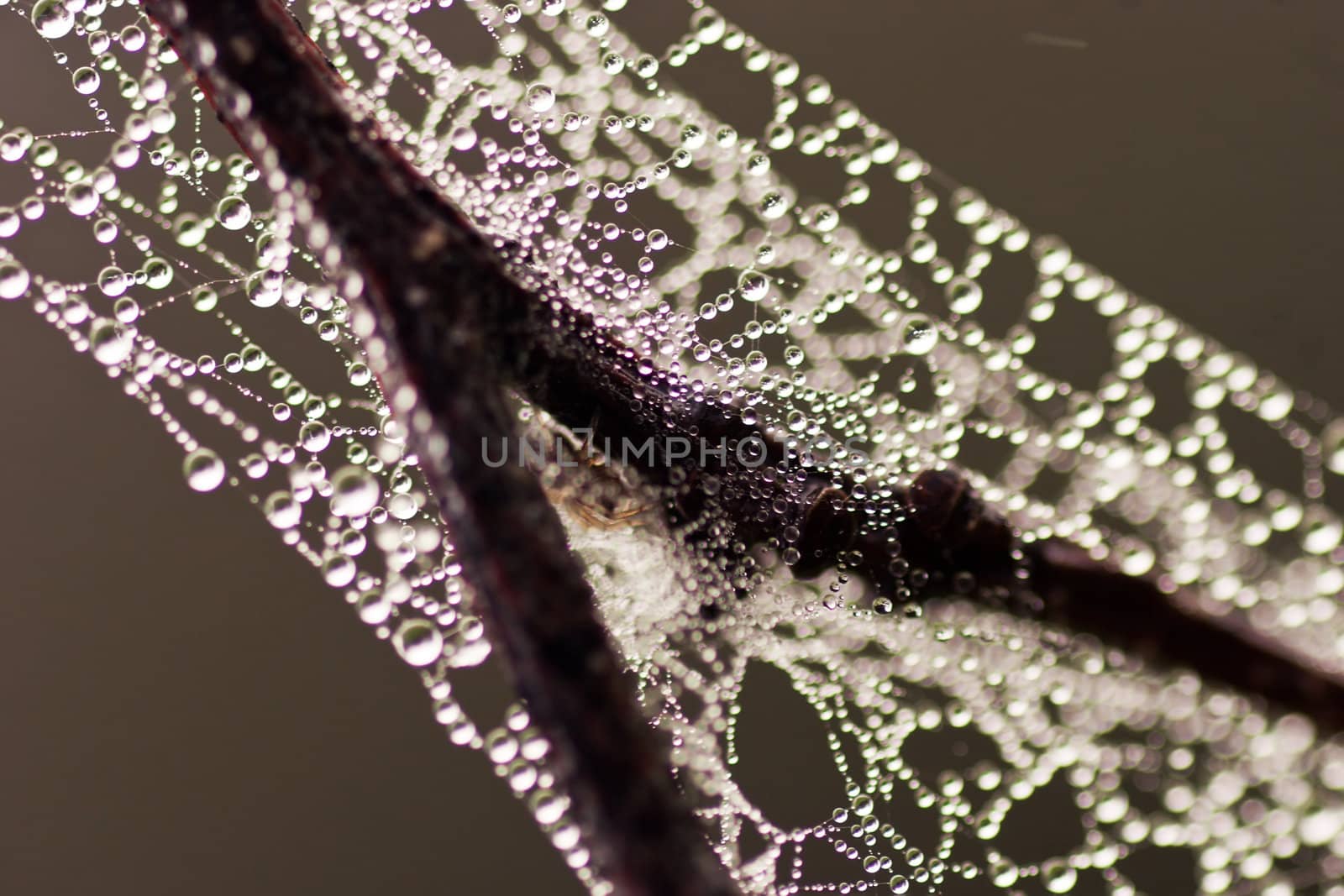 Early morning dew is trapped on a spiderweb and branch. The spider is just visible under the join.