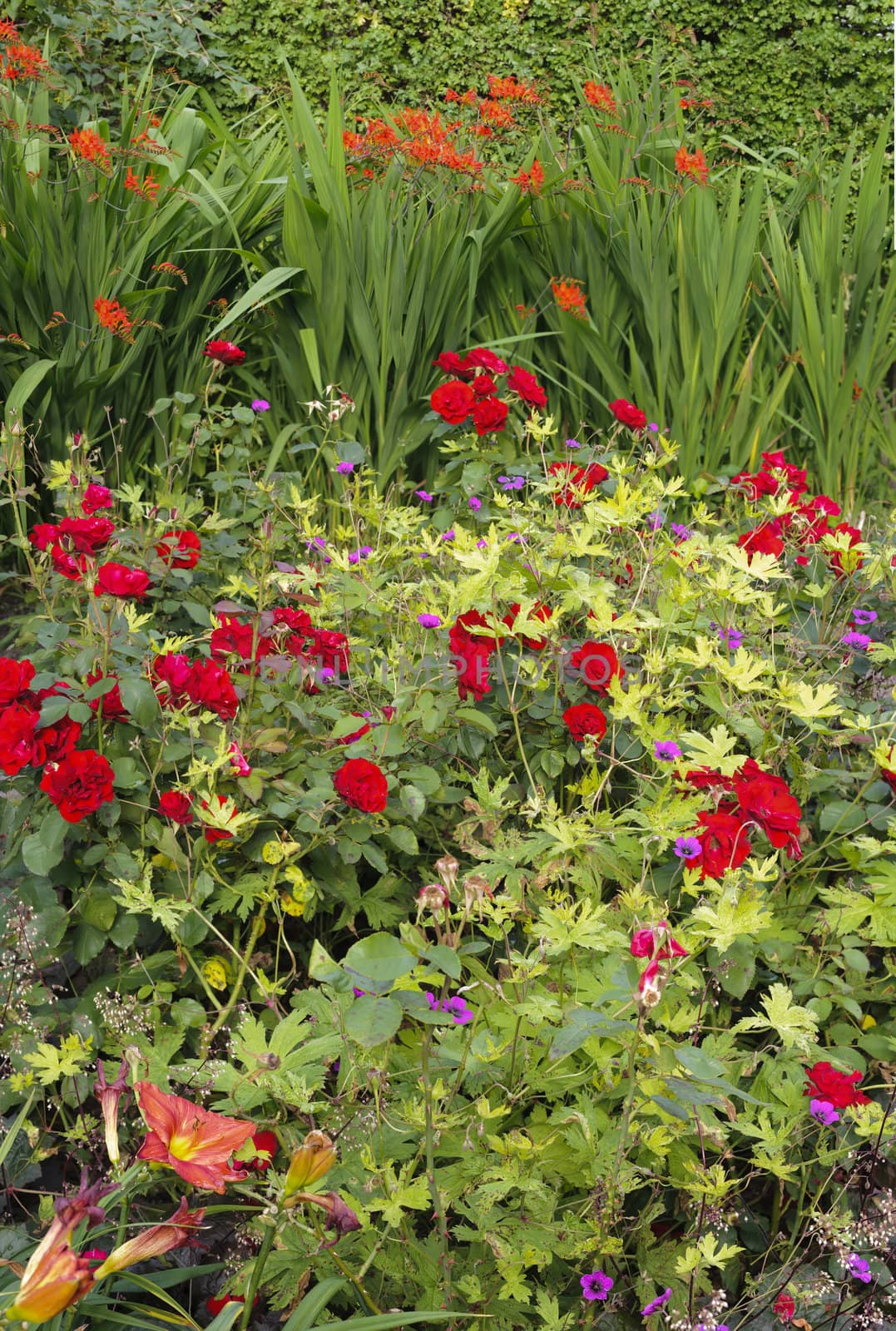 Garden with colorful flowers in full bloom
