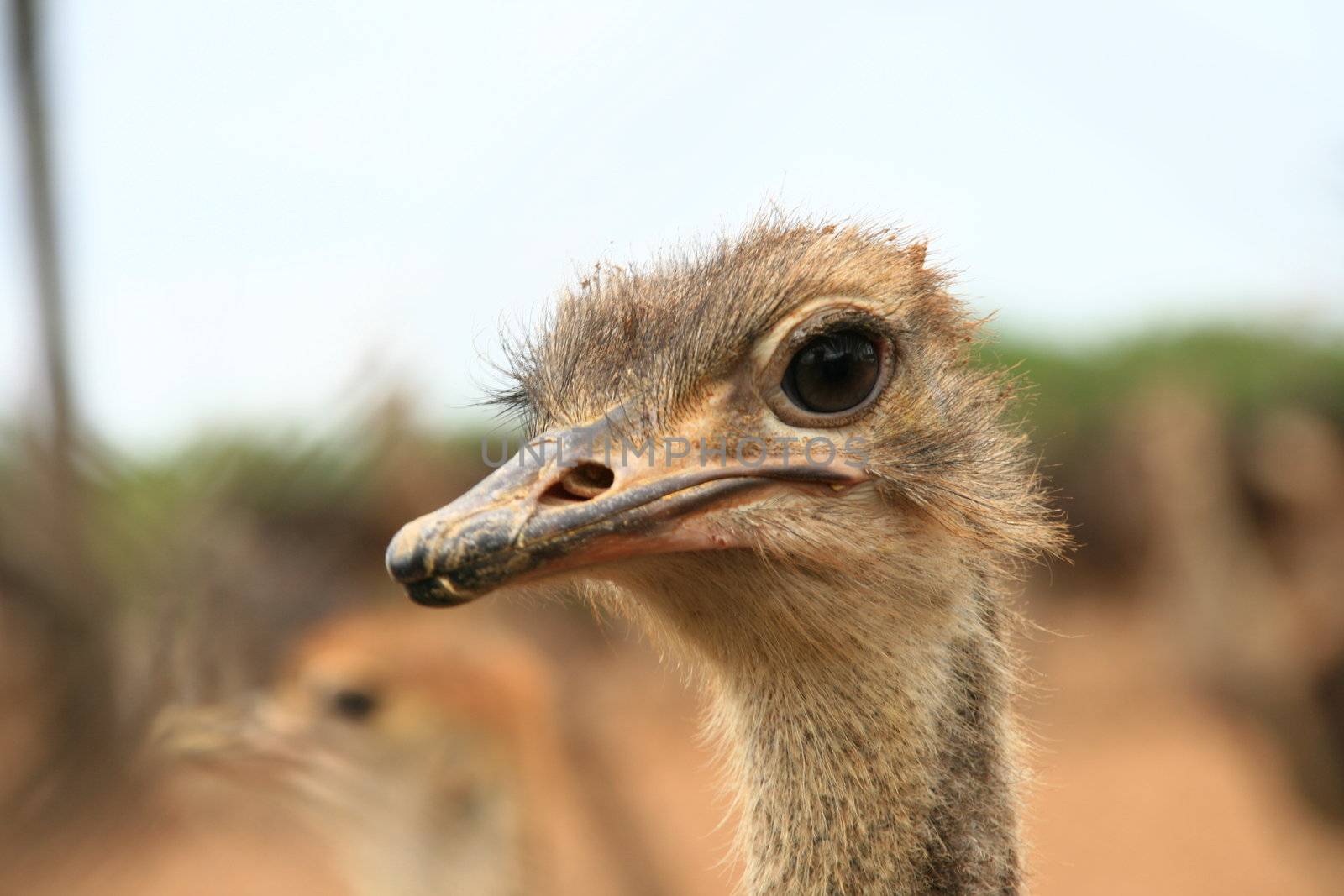 ostrich  by jonasbsl