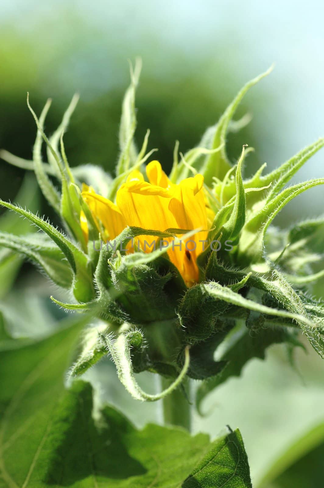 Bright golden sunflower bud Helianthus annuus