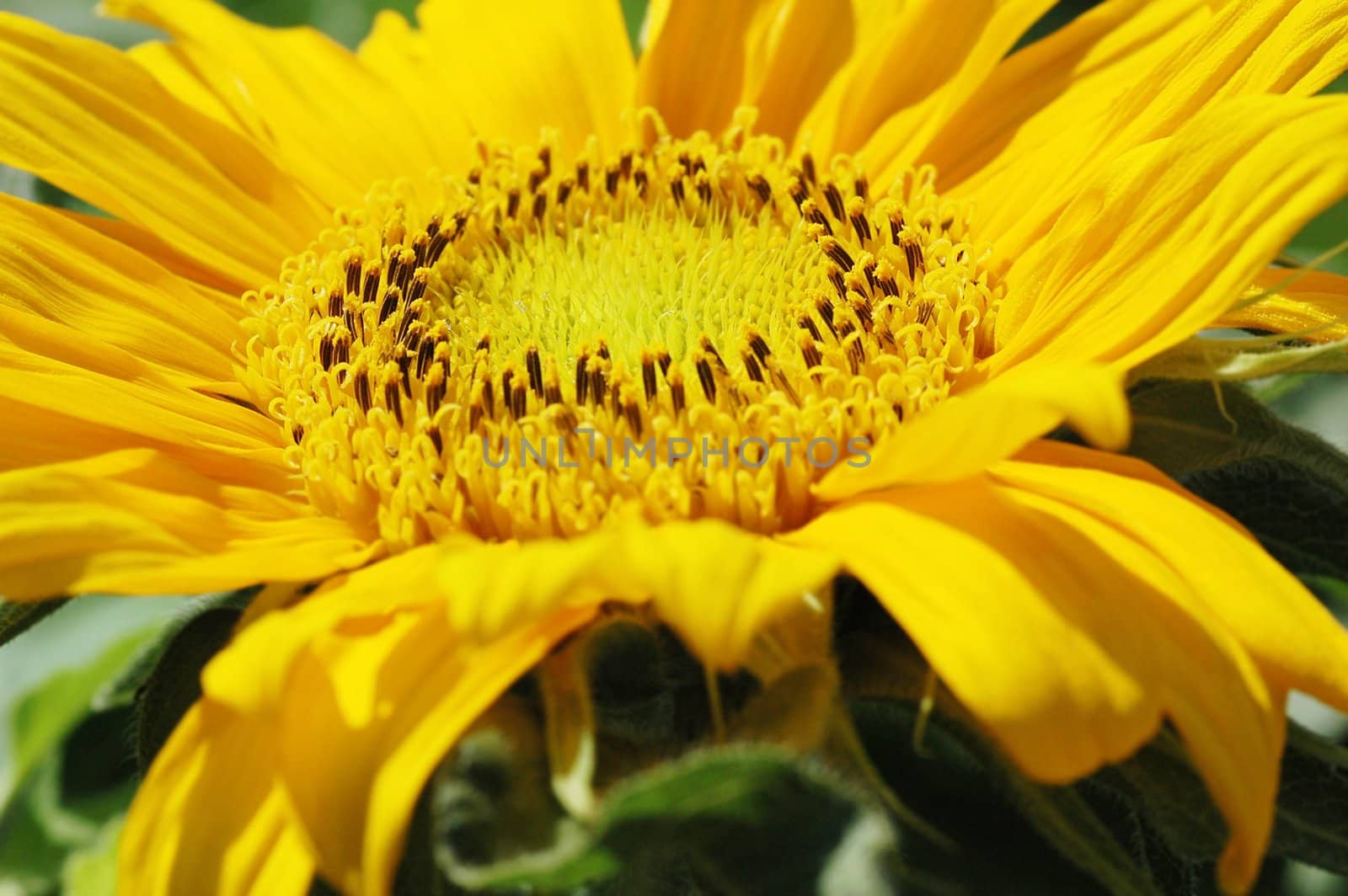 Macro close up shot of sunflower Helianthus annuus