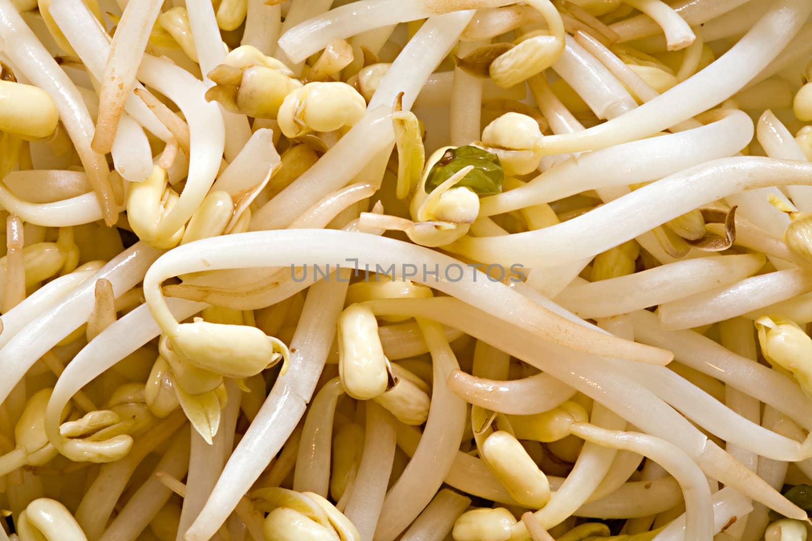 Edible sprouts of wheat close up
