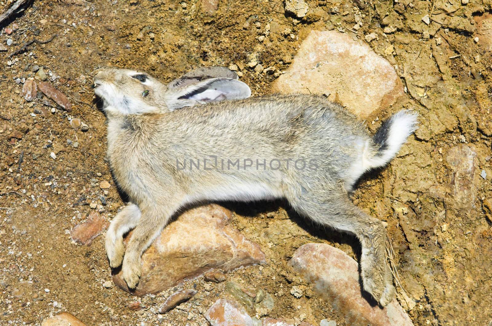 Dead rabbit laying down killed by some disease