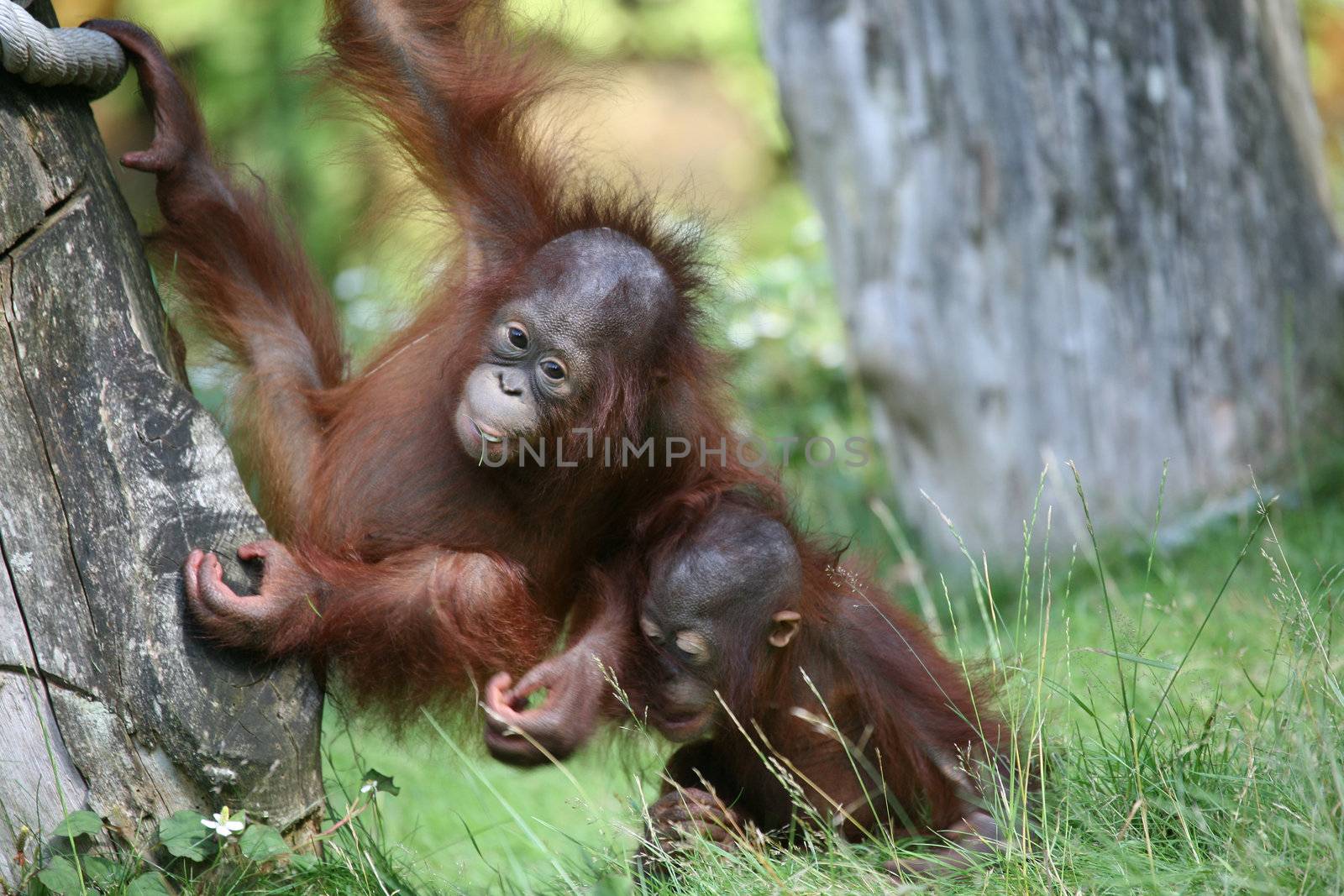 Two young orang utan babies playing together in the zoo