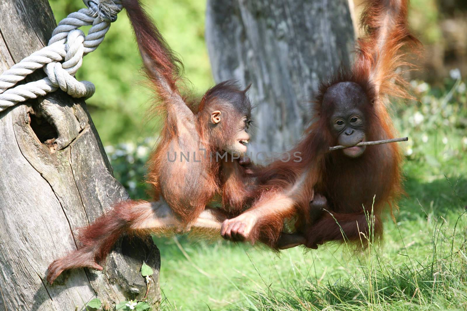 Two baby orang utans playing together in the sunshine
