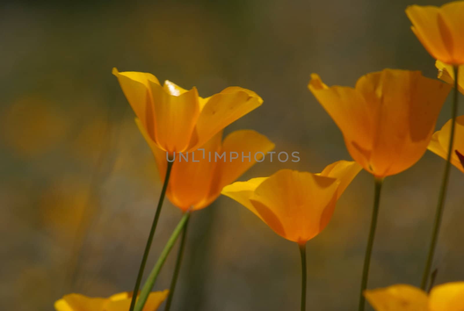 Yellow california poppies with a shallow depth of field.