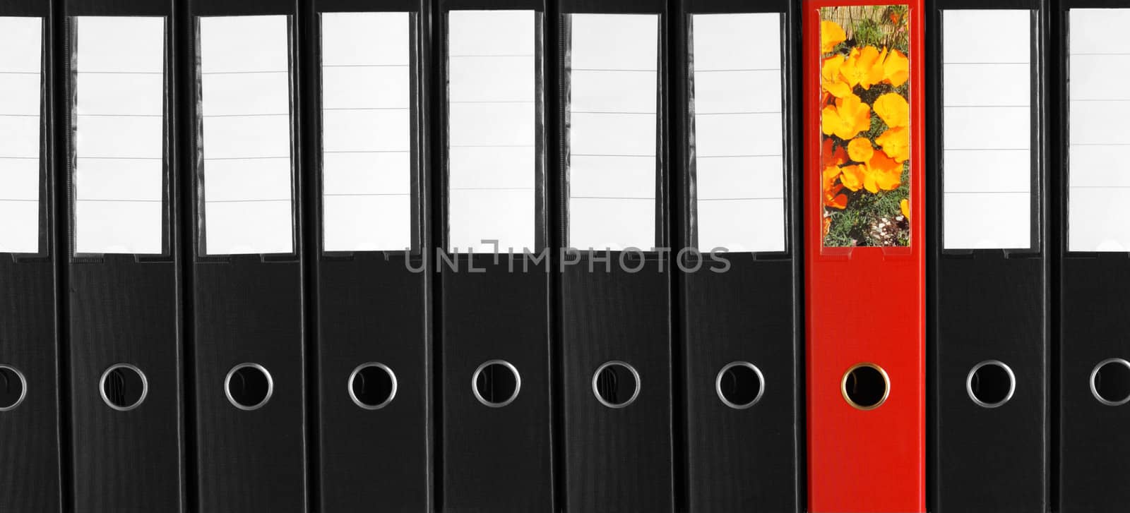 A row of lever-arch files on a shelf. One stands out from the rest.