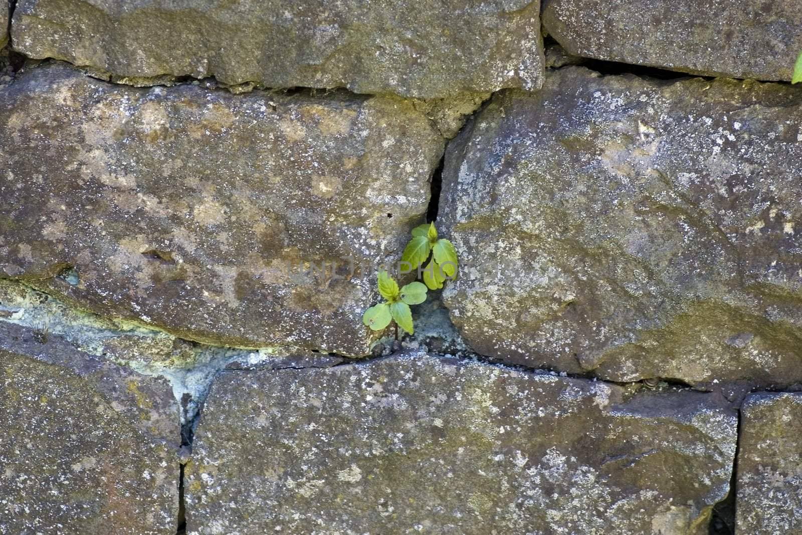 Stone wall with green leafs.