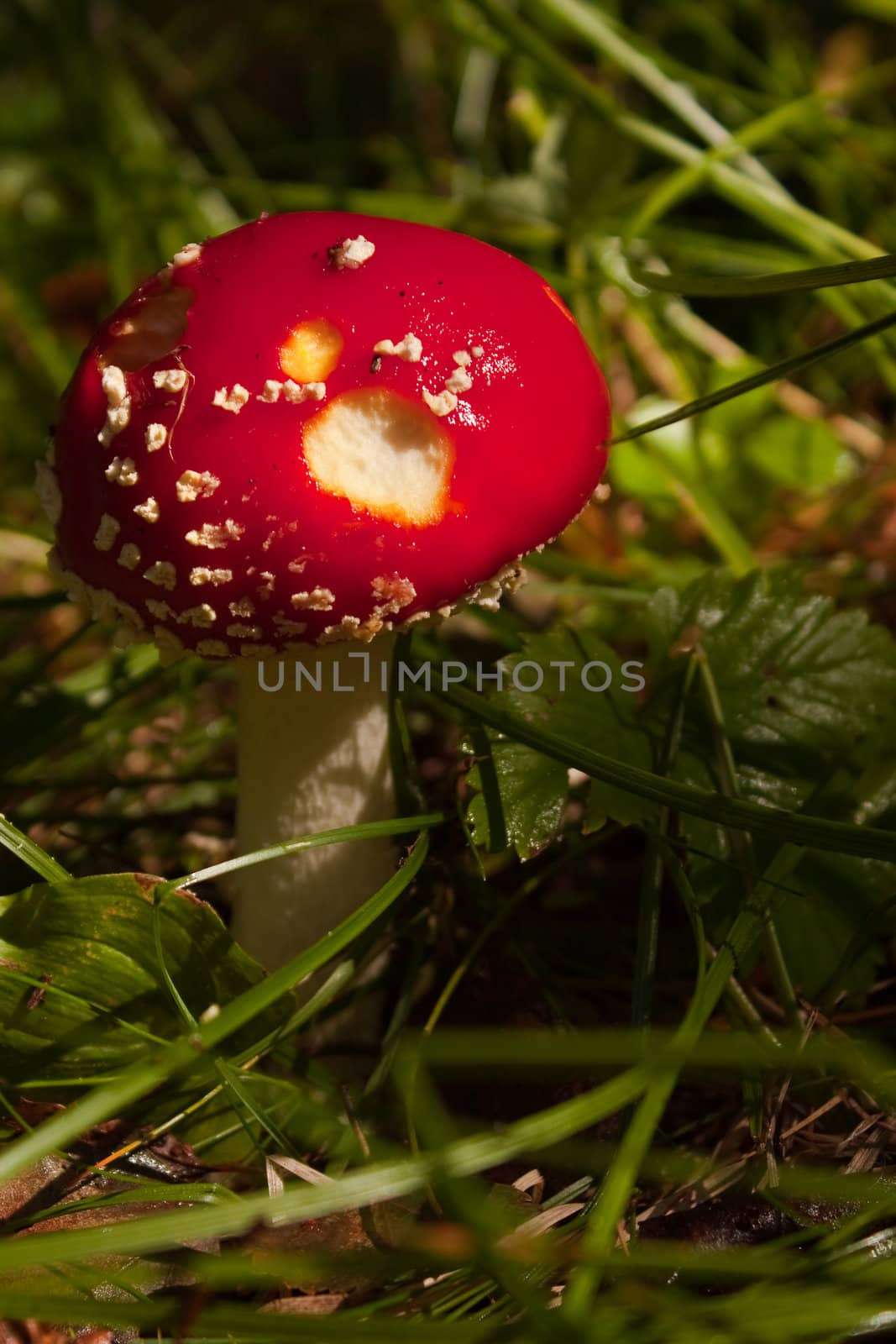 Red Mushroom by larshi