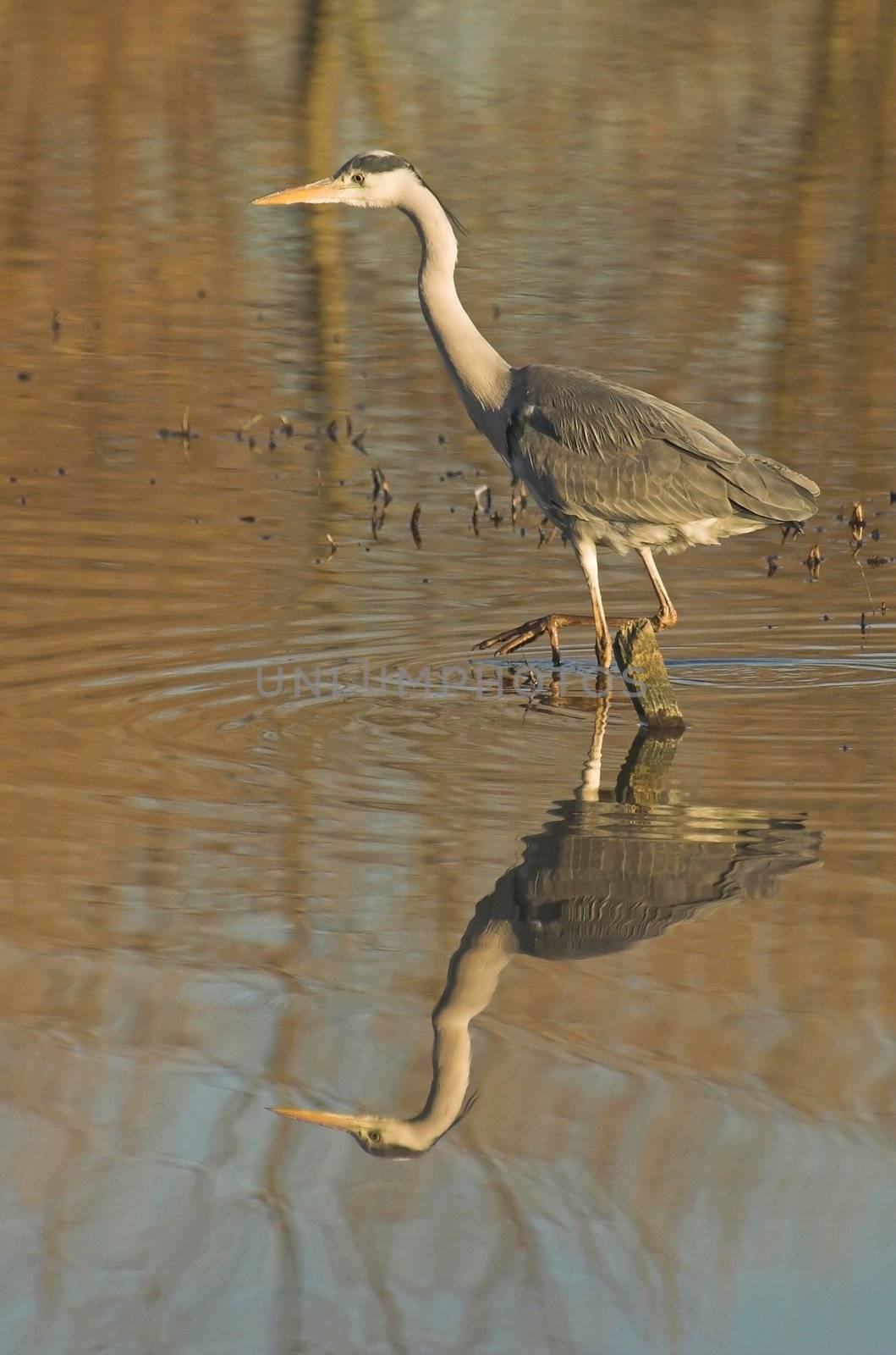 Grey heron hunting for fish in a Dutch water pool