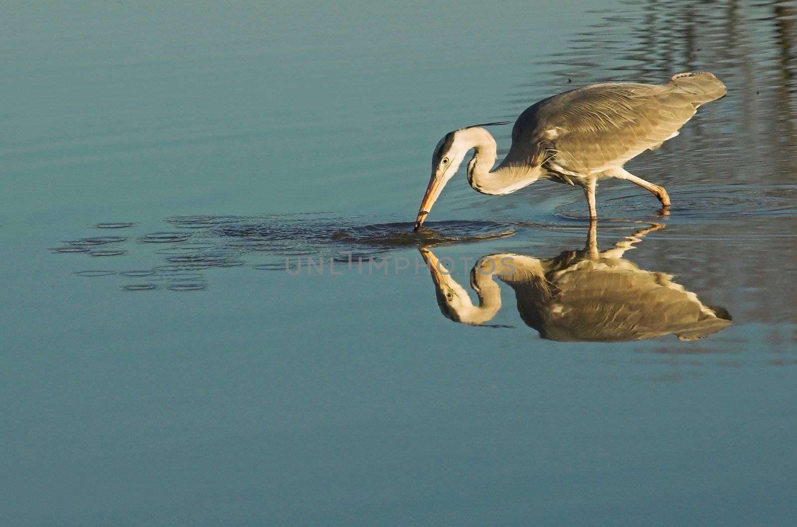 Grey heron hunting for fish in a Dutch water pool