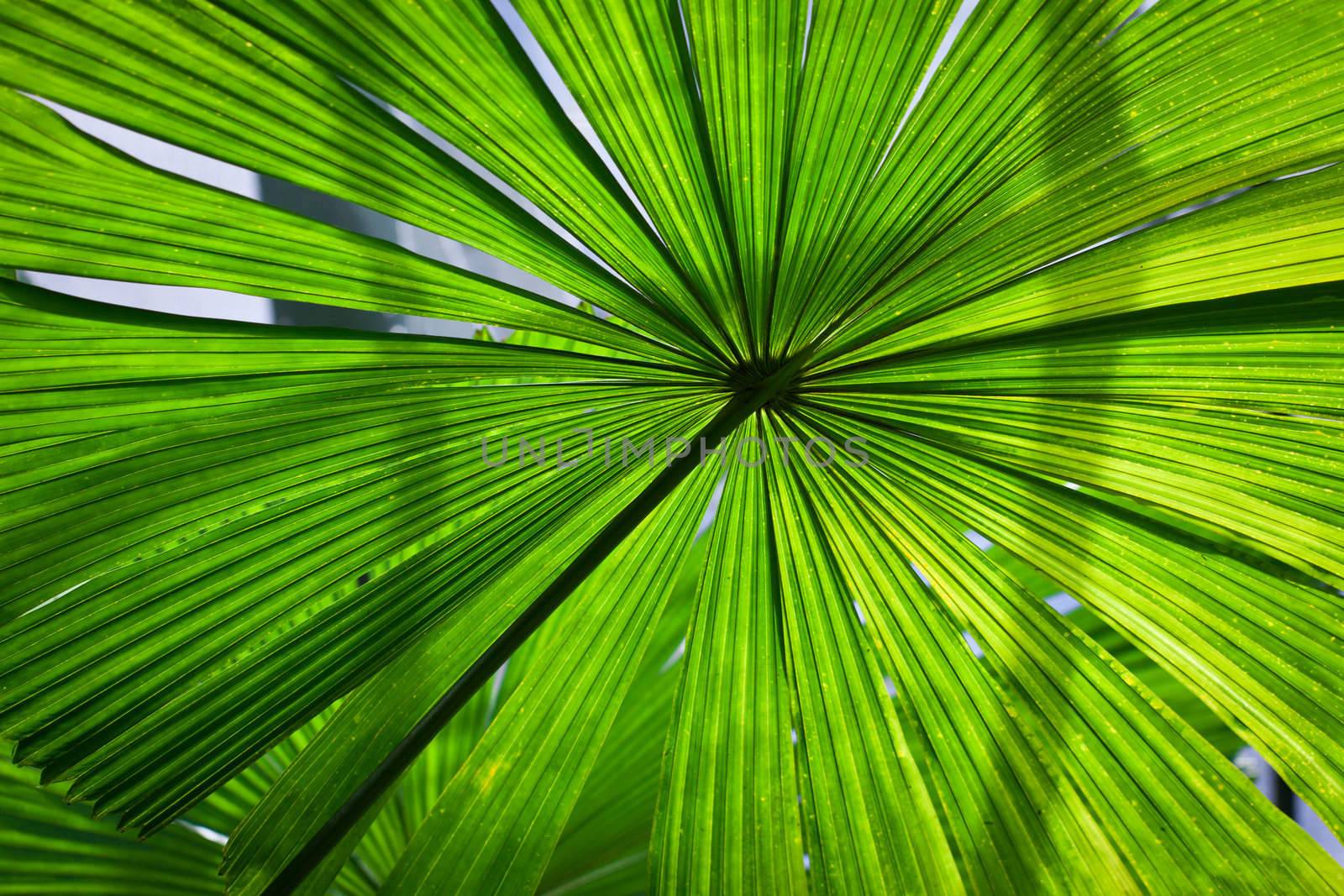 Beautiful vibrant, lush green fan palm frond or leaf