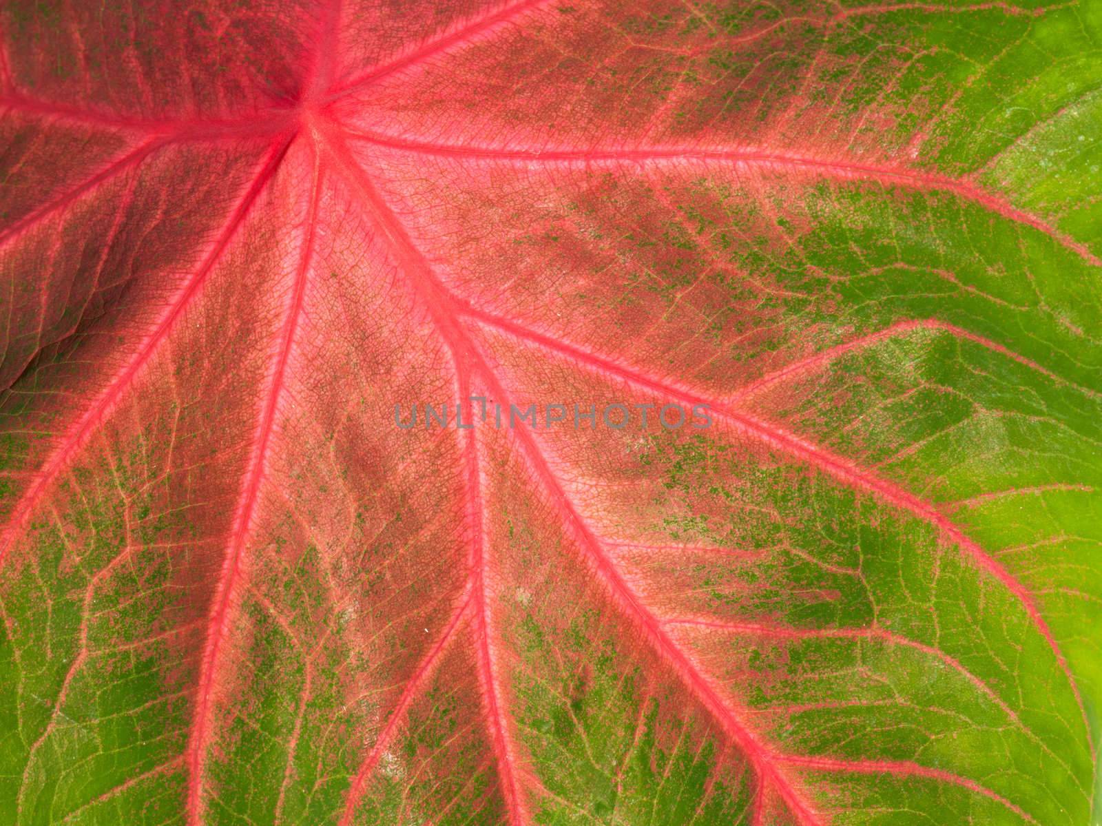 Colorful green and pink leaf by Jaykayl