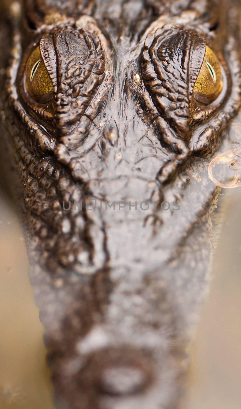 A close-up shot of a salt water crocodile (Crocodylus porosus)