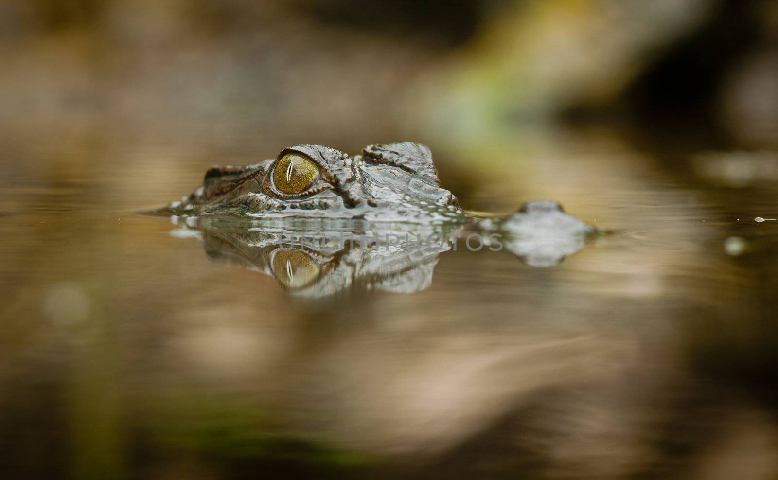 Close-up of crocodile with refelction in water by Jaykayl