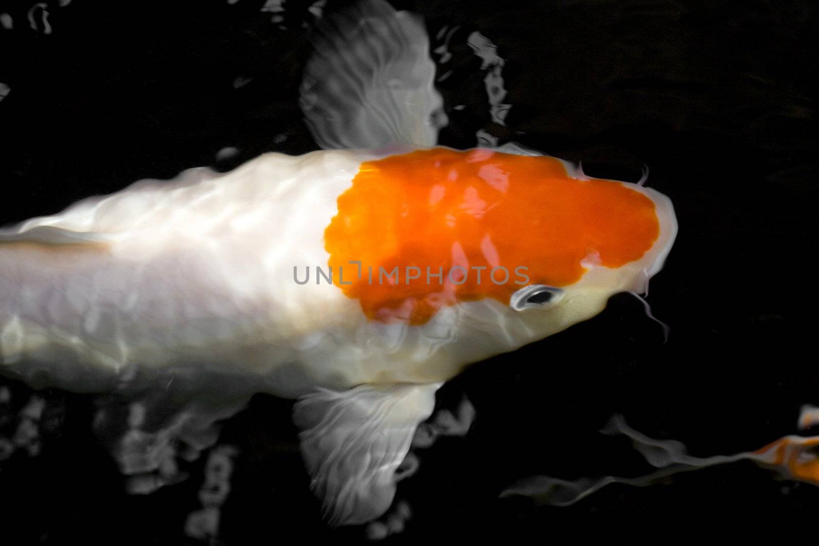 beautiful koi fish in the pond