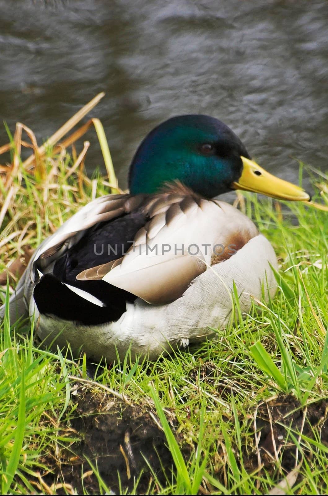 Mallard sitting at the edge of a canal in Spring