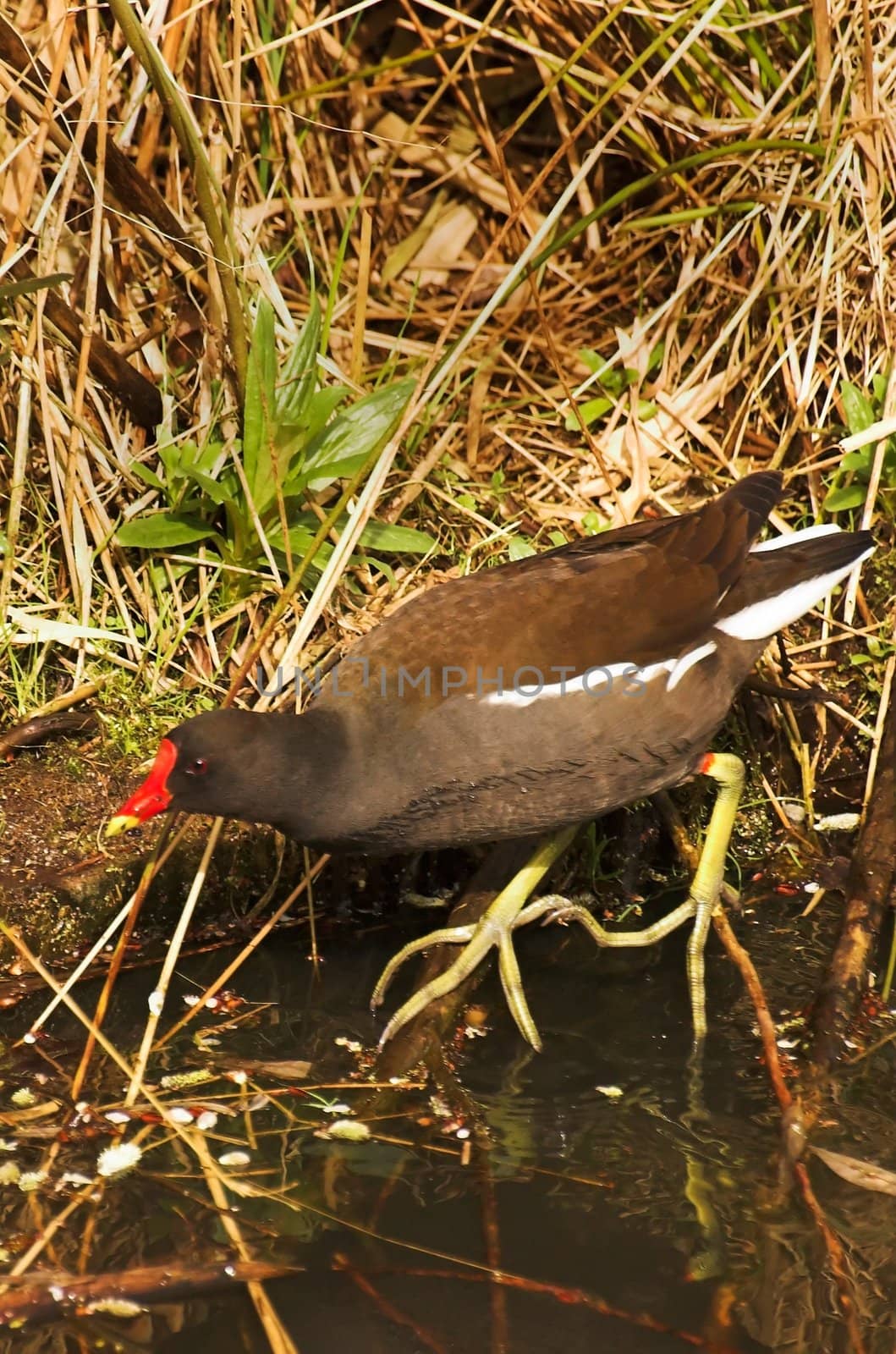 Common moorhen hiding in bushes at the edge of a canal