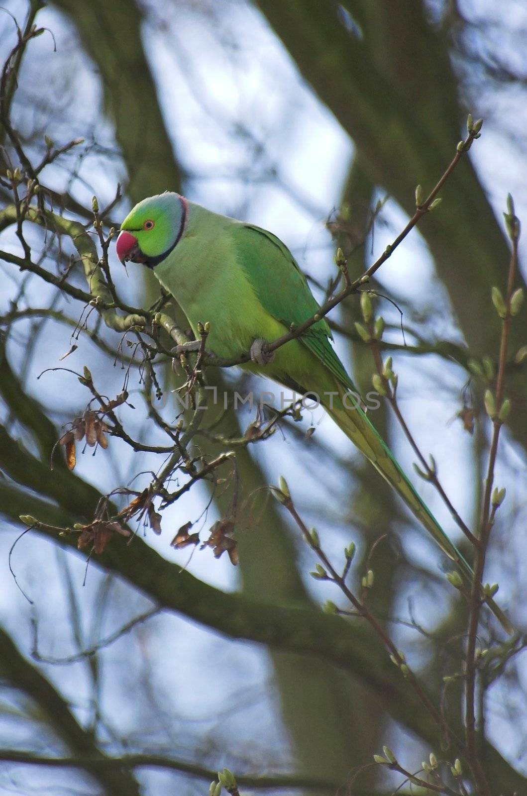 Parakeet parrot sitting on a branch