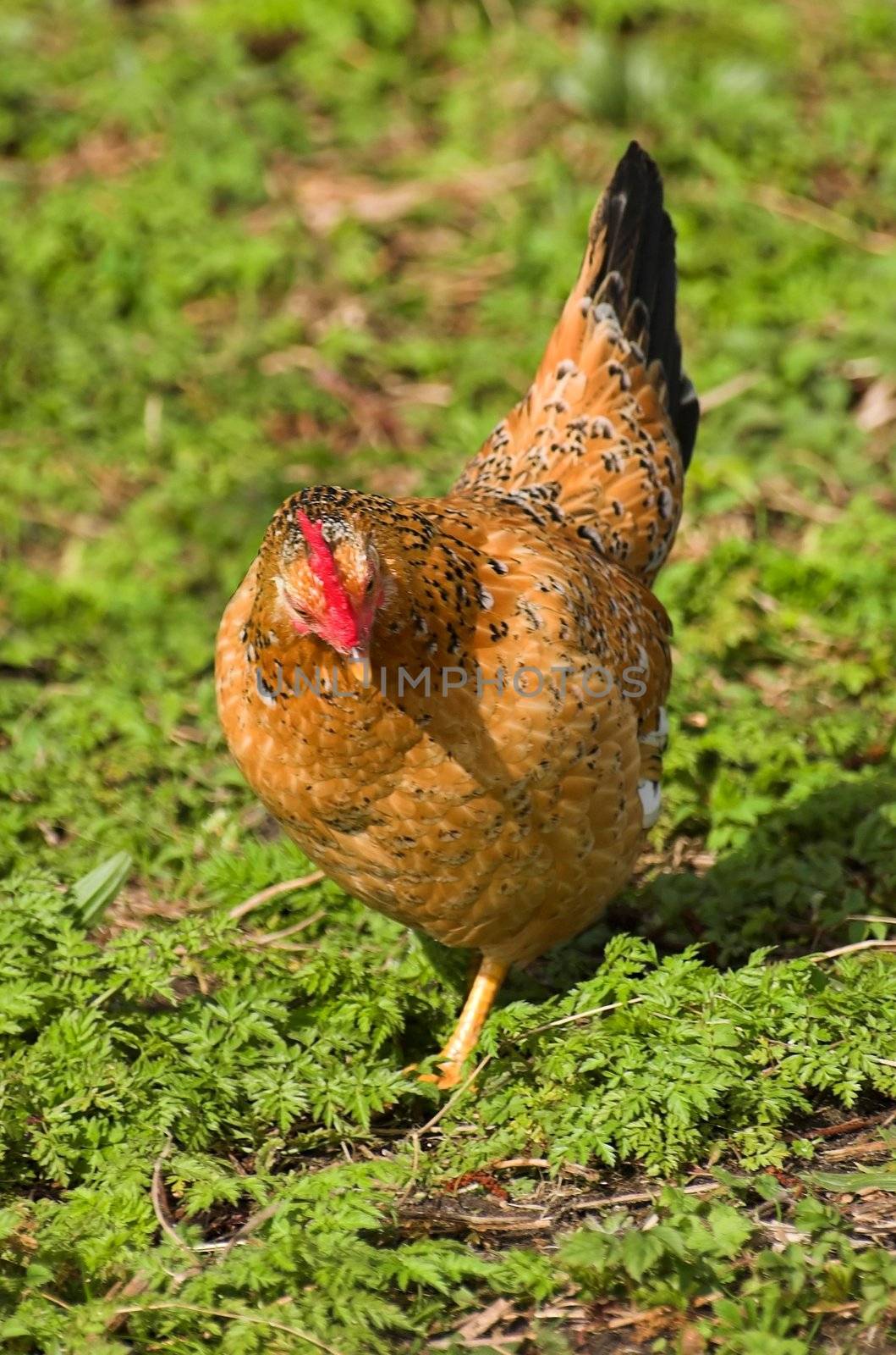 Brown hen feeding on seed in the middle of a lawn