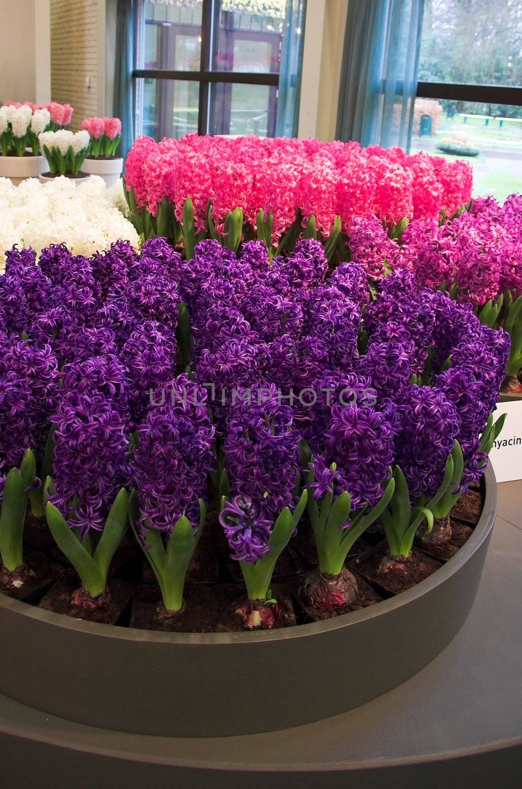 Flower exposition on a flower fair in Keukenhof, Holland