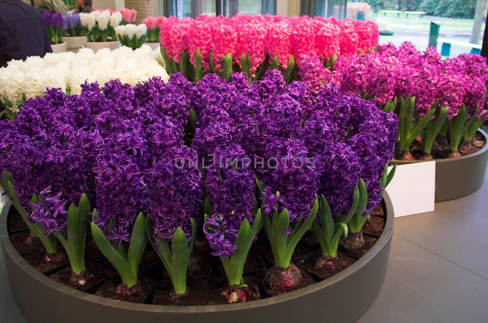 Flower exposition on a flower fair in Keukenhof, Holland