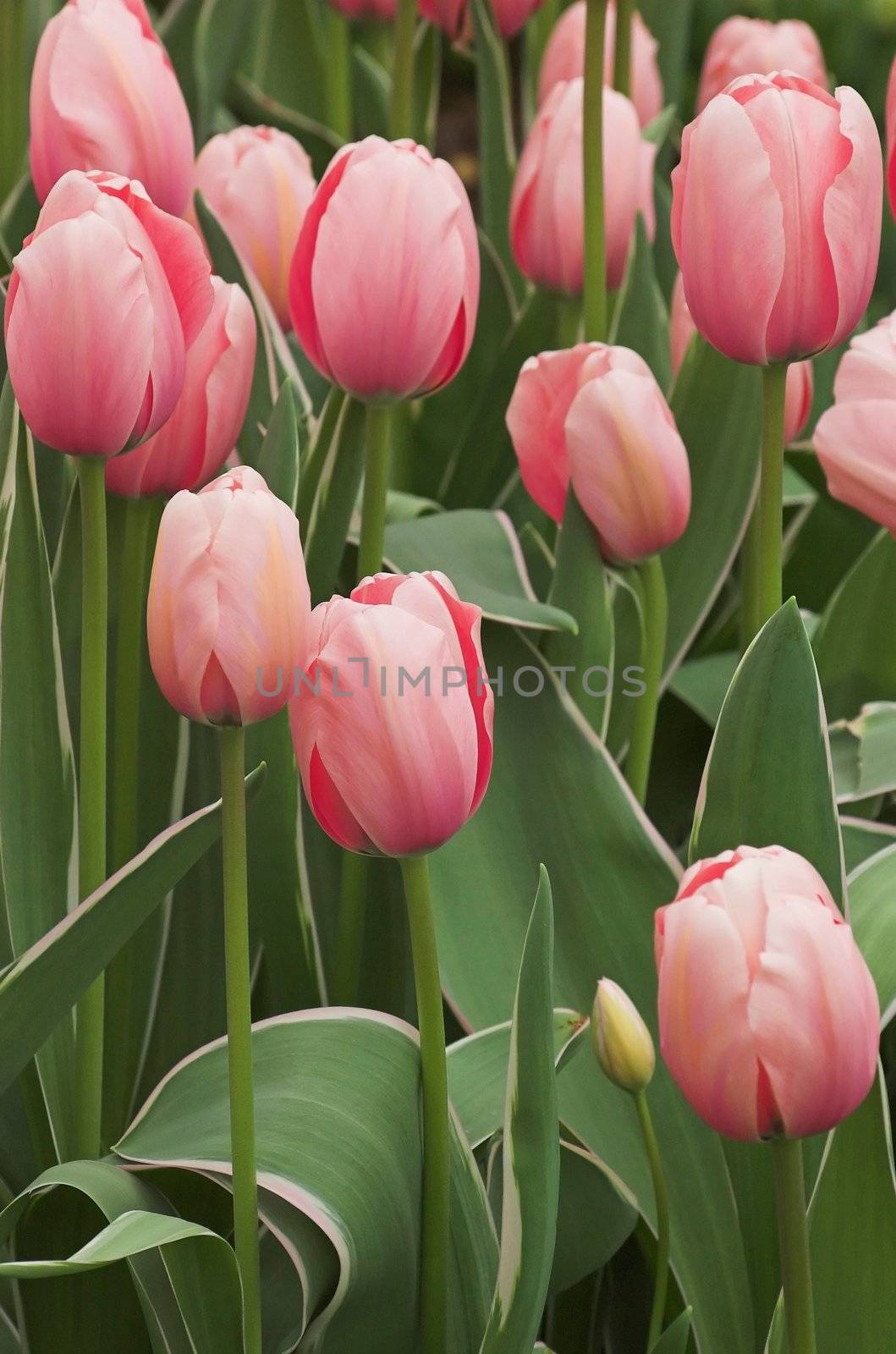 Flower field under the glass on a fower fair exhibition