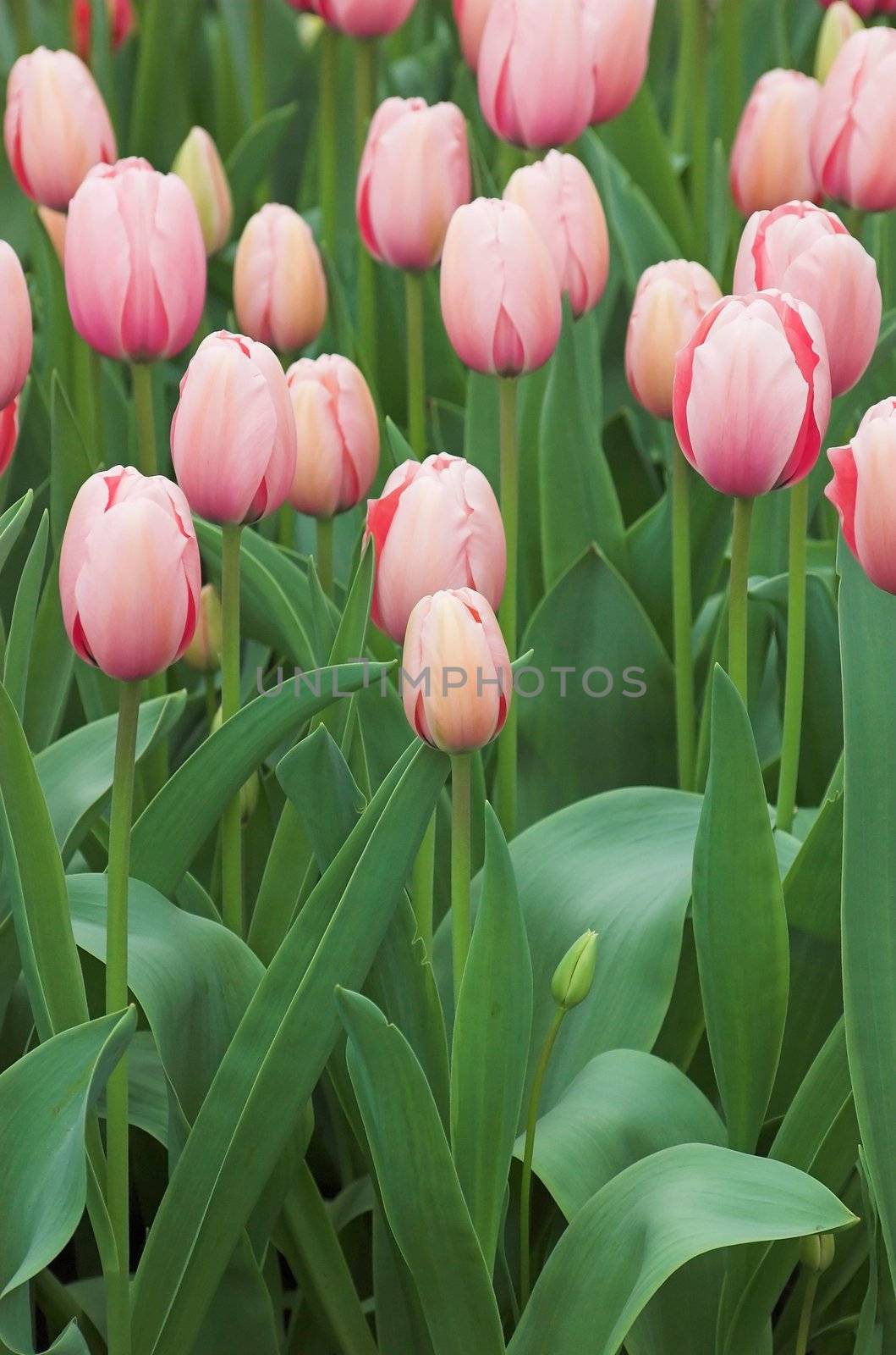 Flower field under the glass on a fower fair exhibition