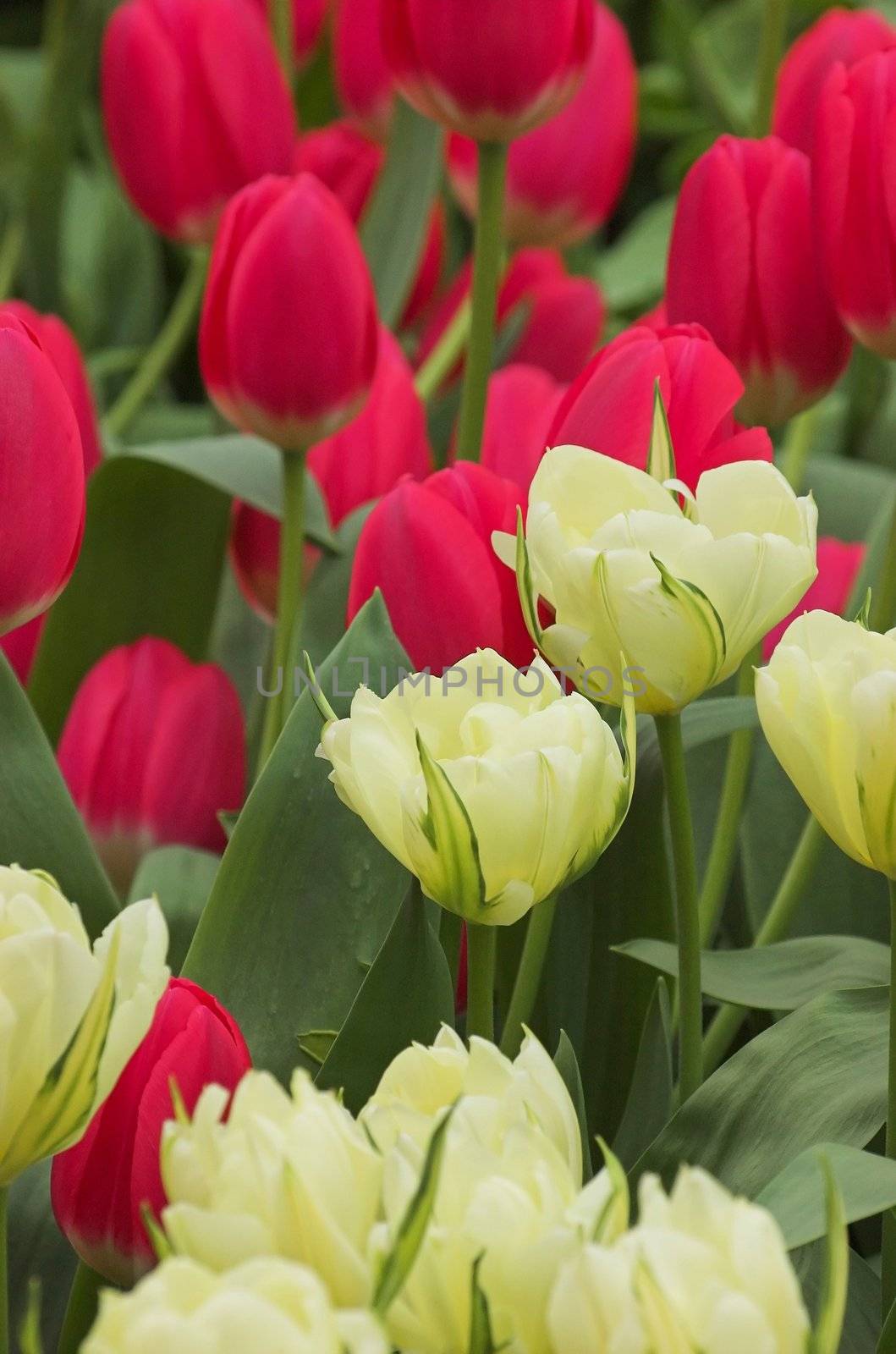 Flower field under the glass on a fower fair exhibition