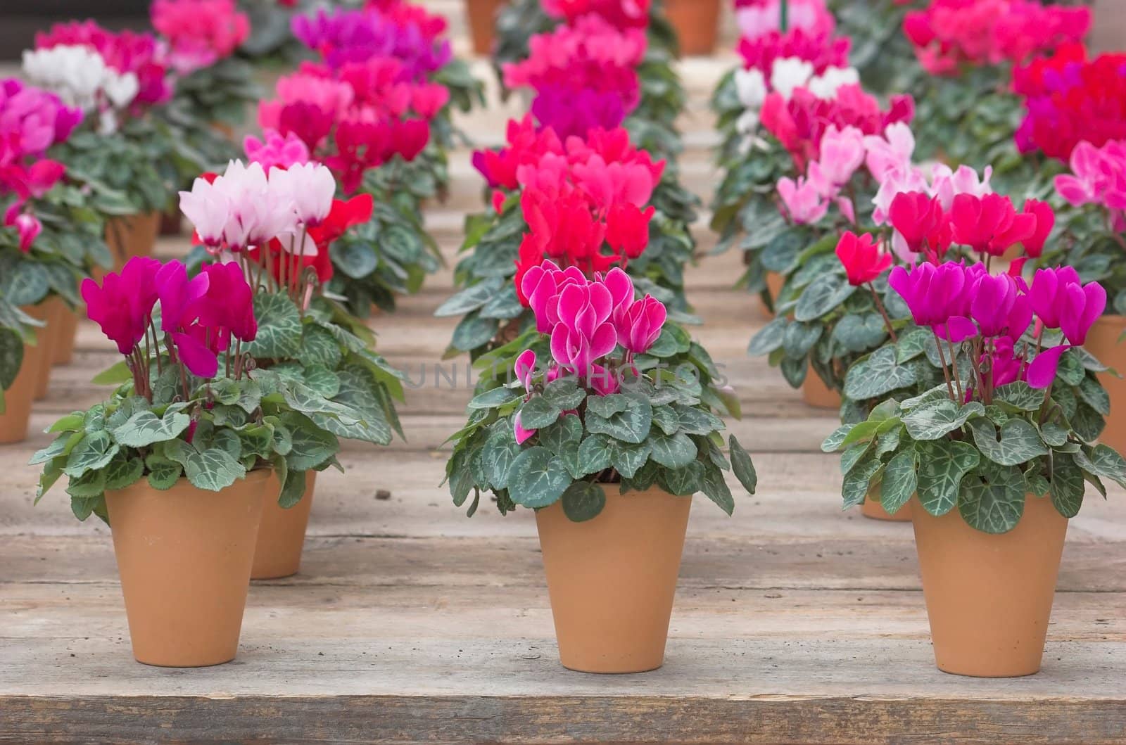 Violets arranged in clay pots in rows on a flower fair