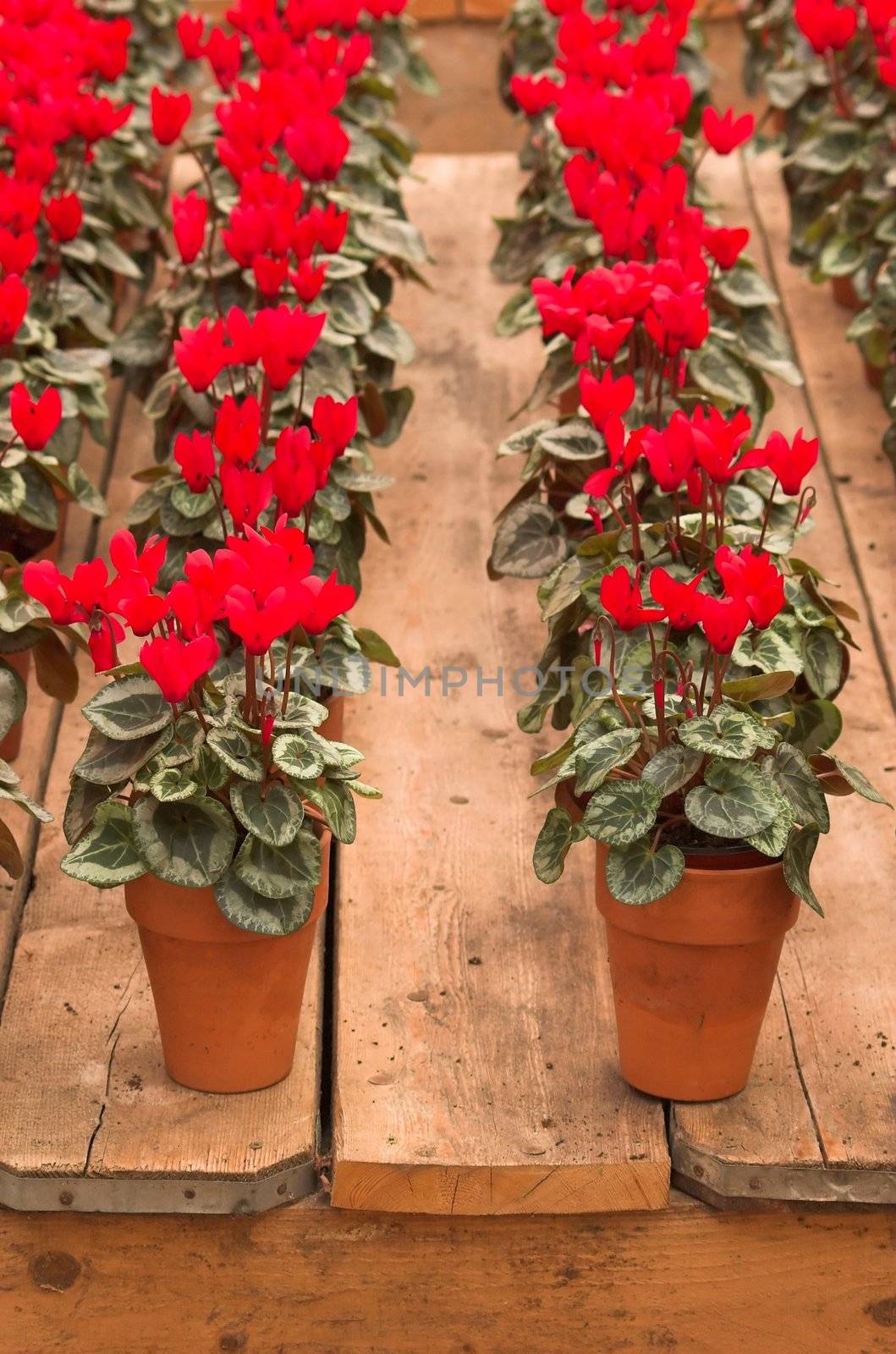 Violets arranged in clay pots in rows on a flower fair