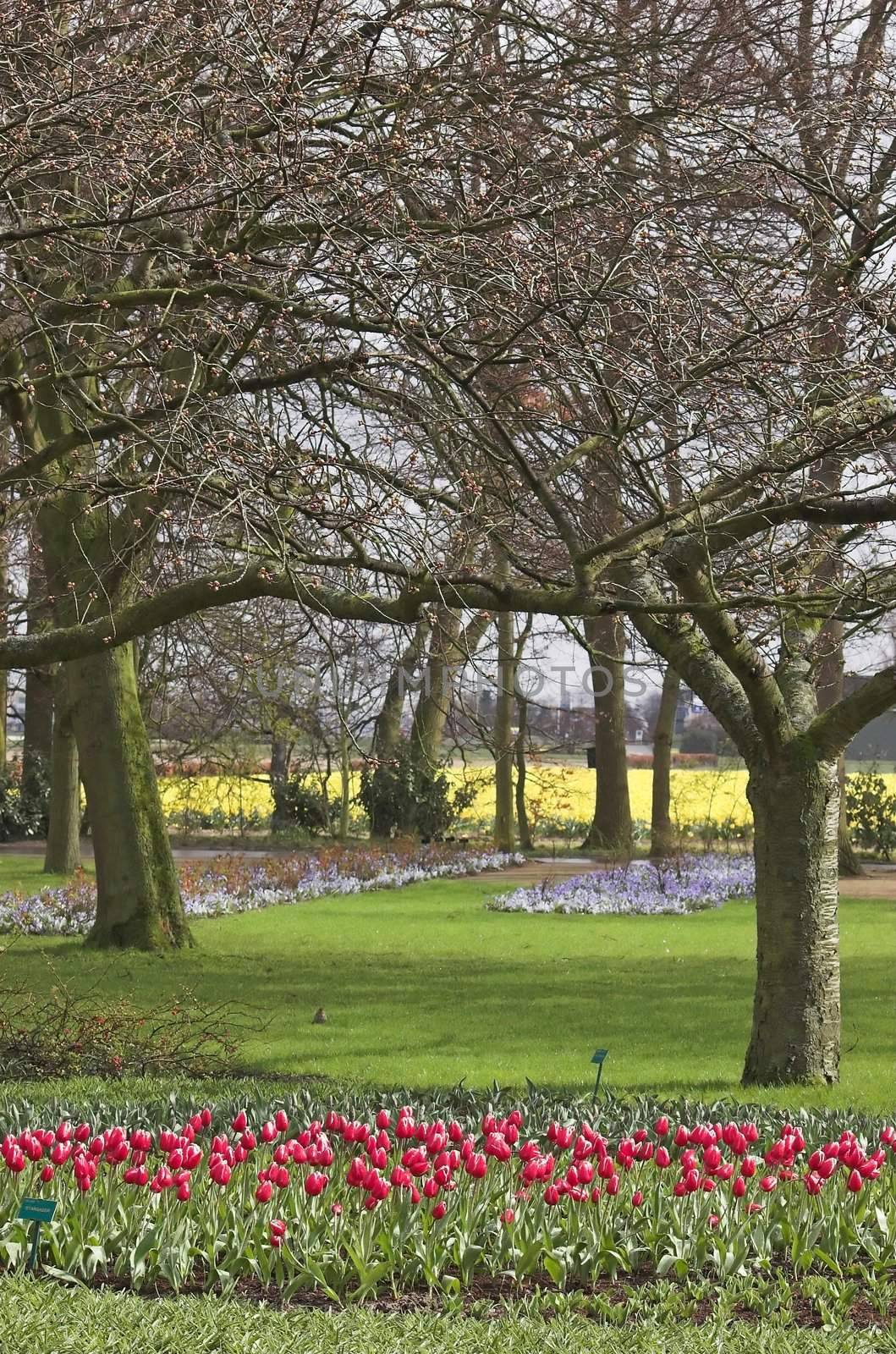 Keukenhof park in Holland in early Spring