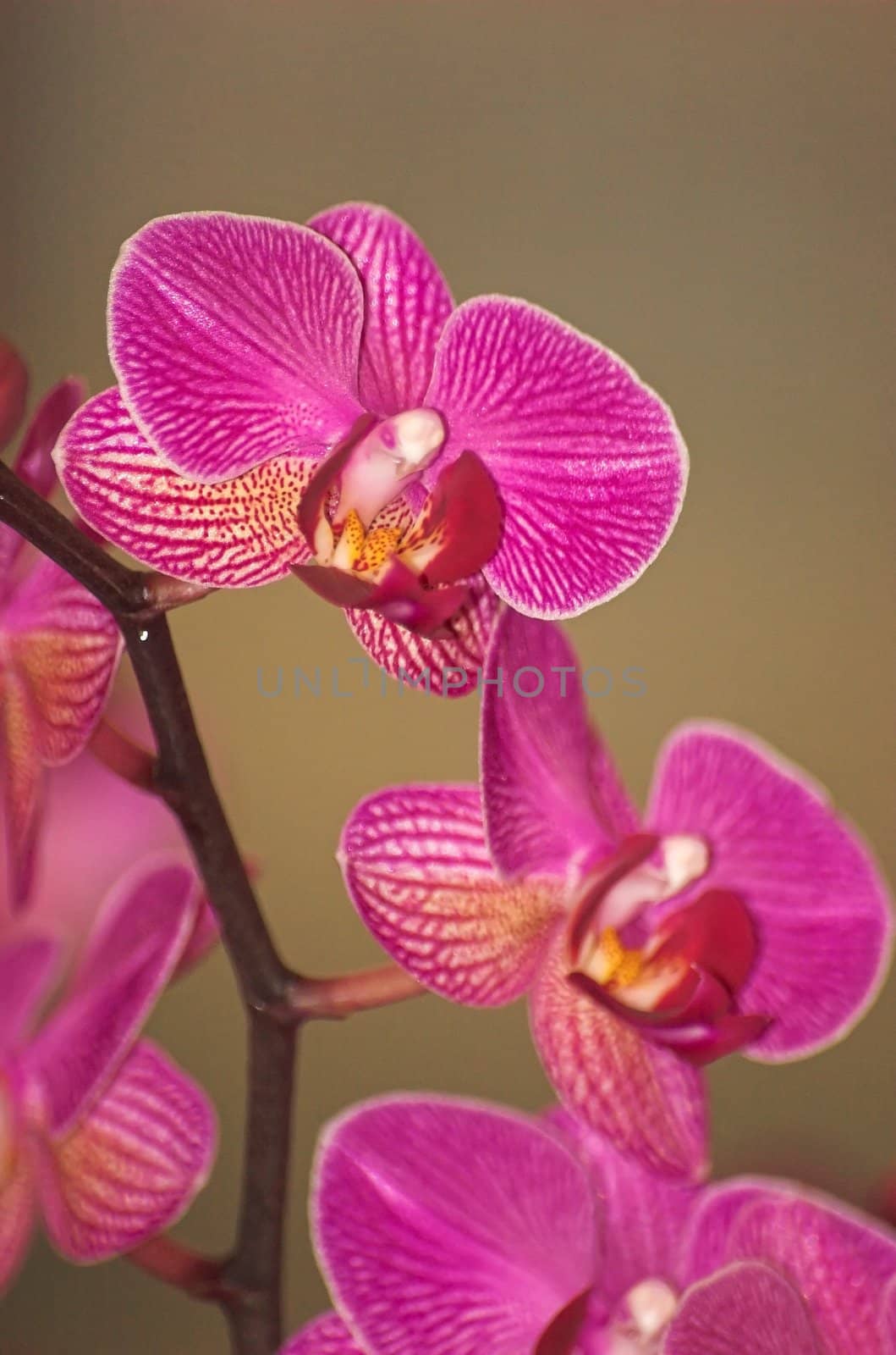 Colorful orchids -  still life on flower exposition in Holland