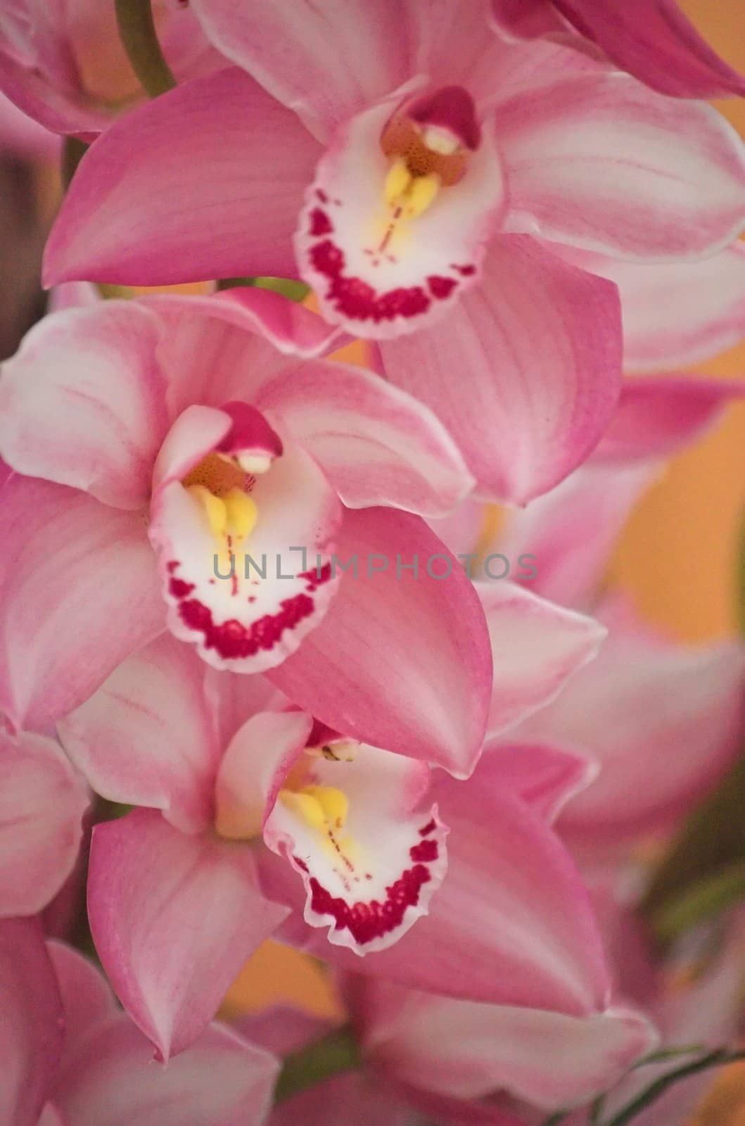 Colorful orchids -  still life on flower exposition in Holland