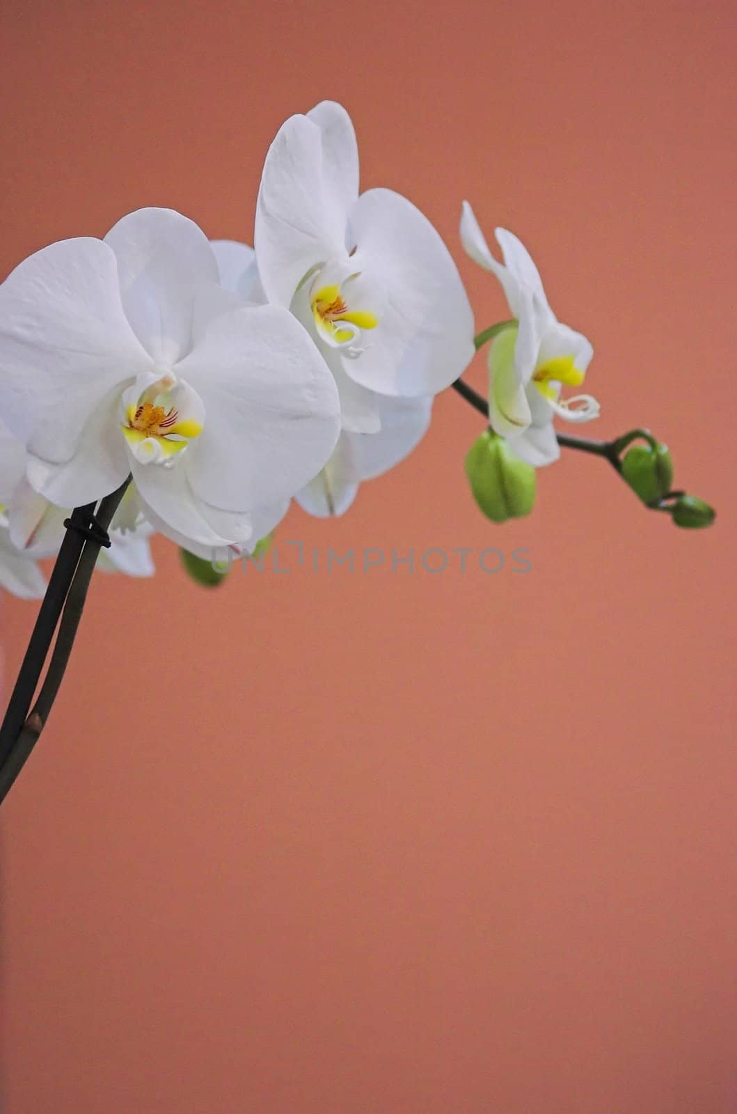 Colorful orchids -  still life on flower exposition in Holland