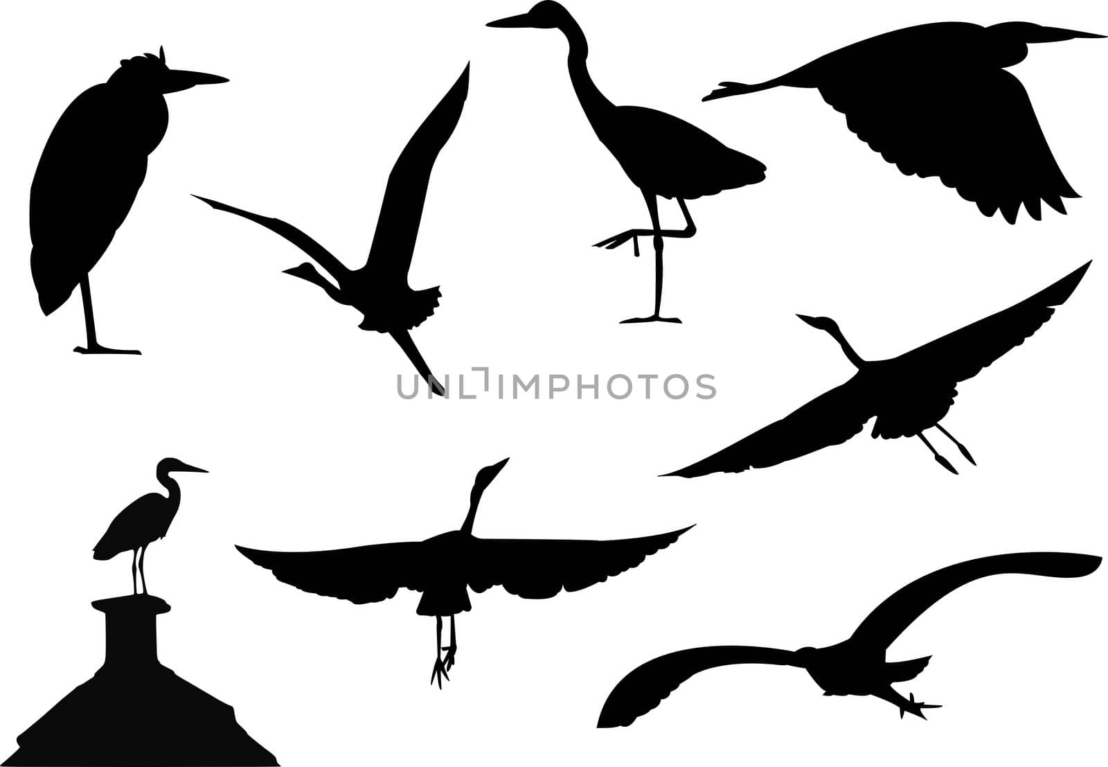 Rasterised version of a vector image of several silhouettes of wild grey heron birds