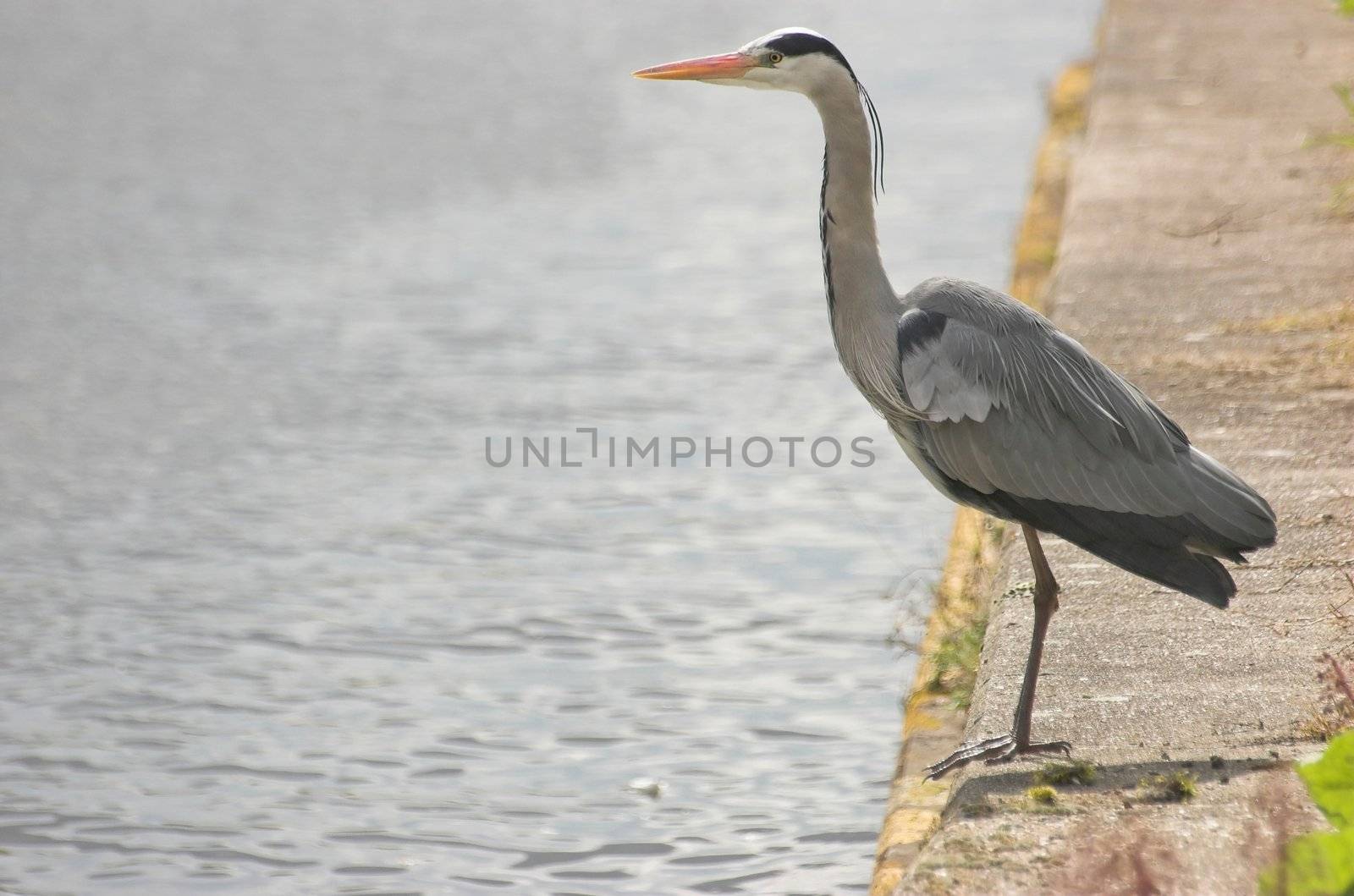 Grey heron standing at the edge of a Dutch canal