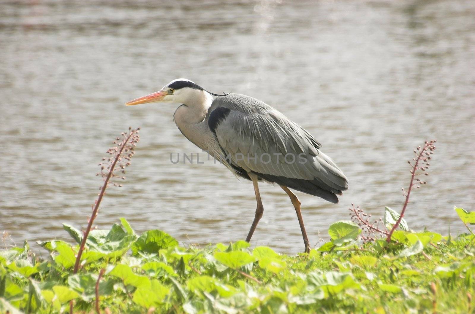 Grey heron standing at the edge of a Dutch canal