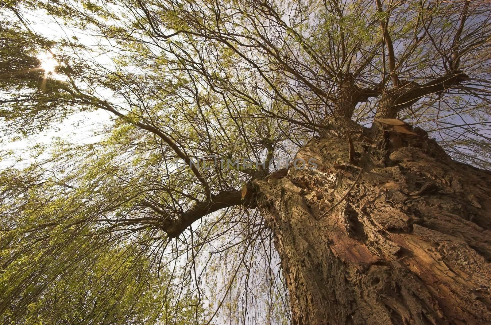 Willow tree shot from beneath, showing one side of the trunk