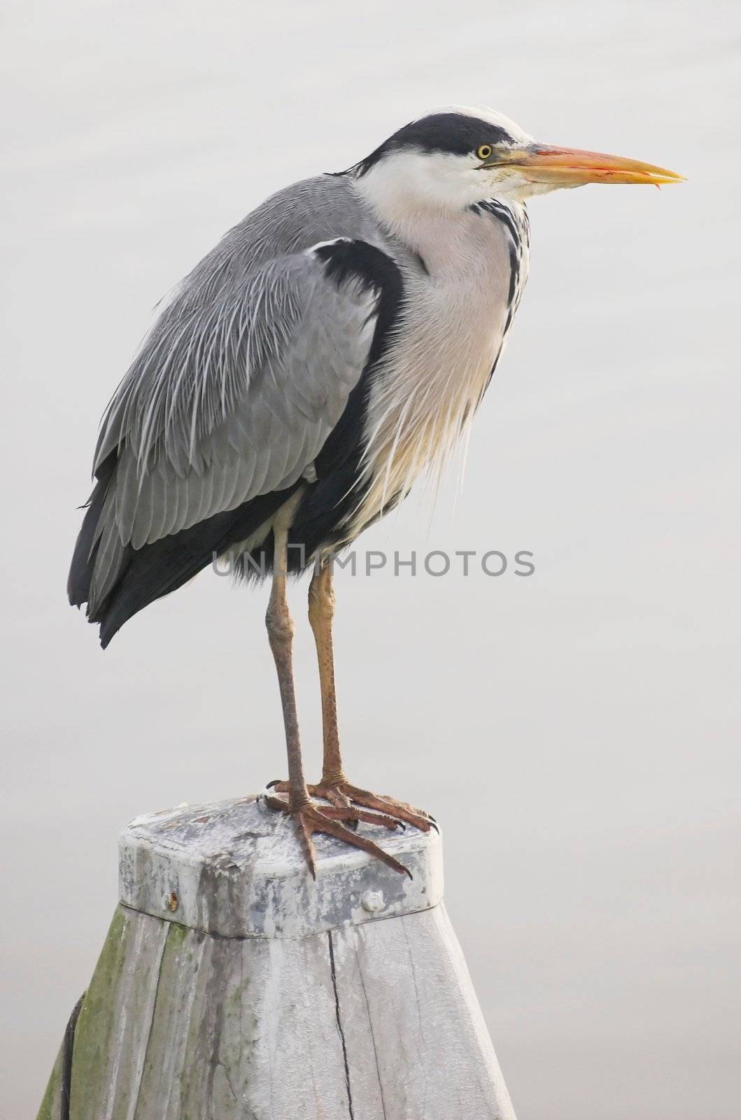 Grey heron standing on a wooden pole at the edge of a canal
