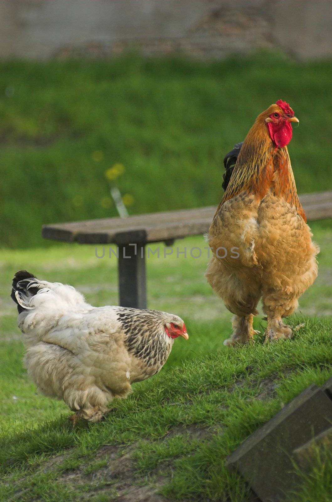 A brown rooster and a hen standing on a side of a hill