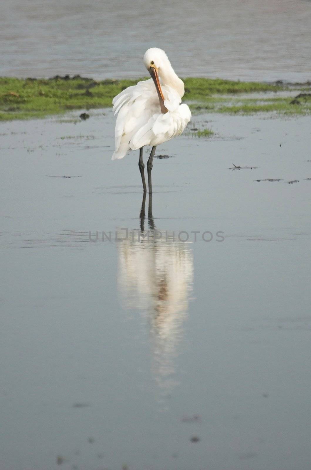 Common spoonbill searching for food in a Dutch canal