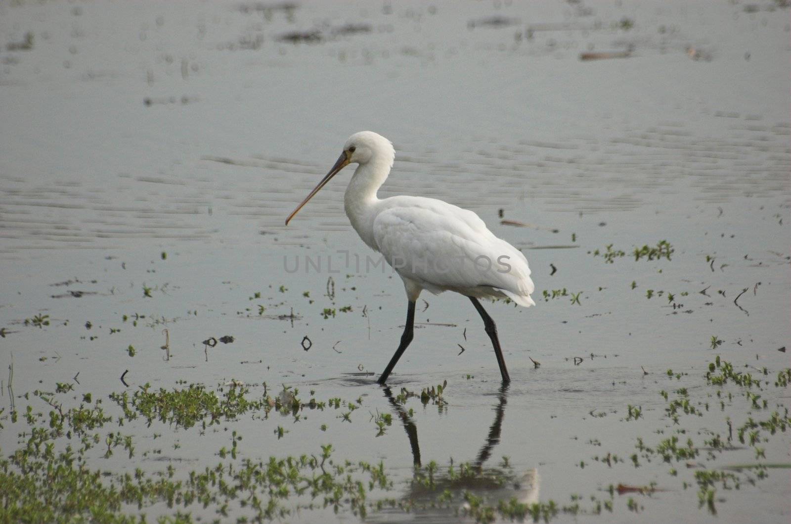 Common spoonbill searching for food in a Dutch canal