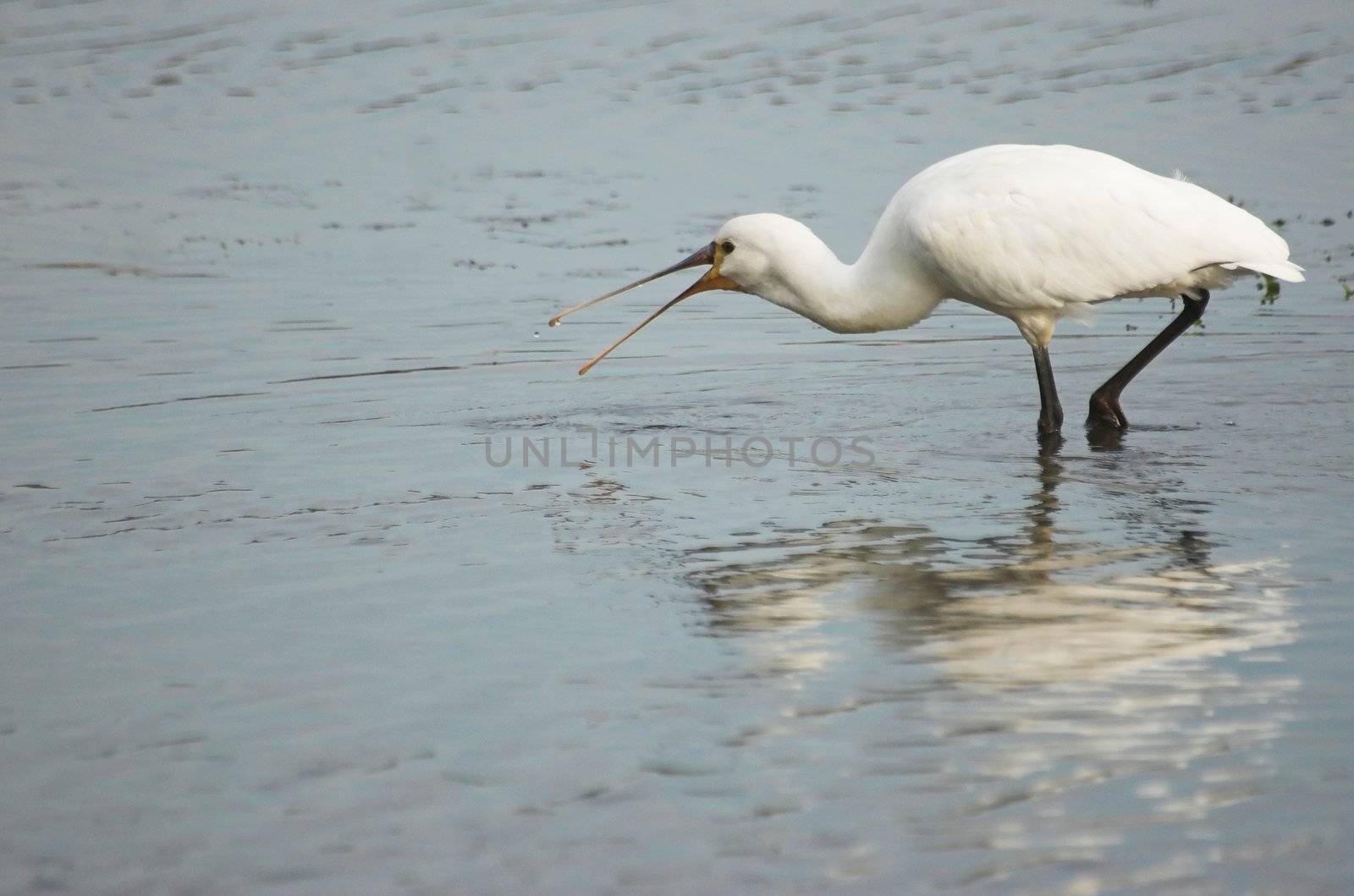 Common spoonbill searching for food in a Dutch canal